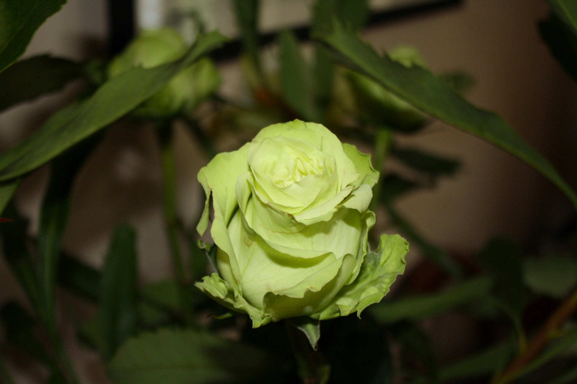 green rose plant seeds 5 GREEN ROSE Rosa Bush Shrub Perennial Flower Seeds