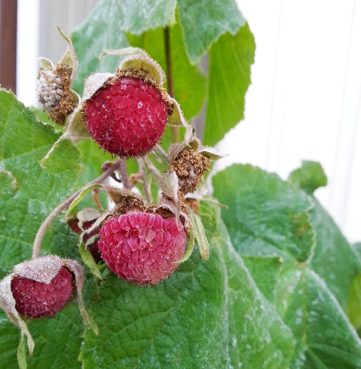 Flowered Raspberry 20 PURPLE FLOWERING RASPBERRY Thornless Edible Rubus Odoratus Fruit Be ...