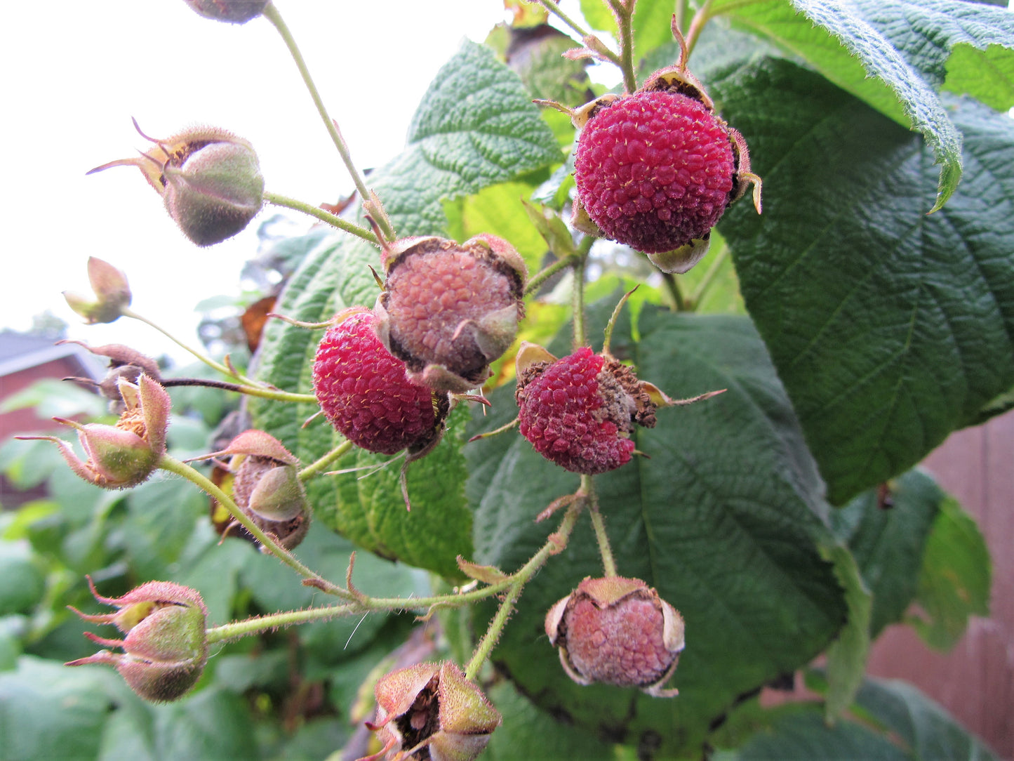 20 PURPLE FLOWERING RASPBERRY Thornless Edible Rubus Odoratus Fruit Berry Seeds