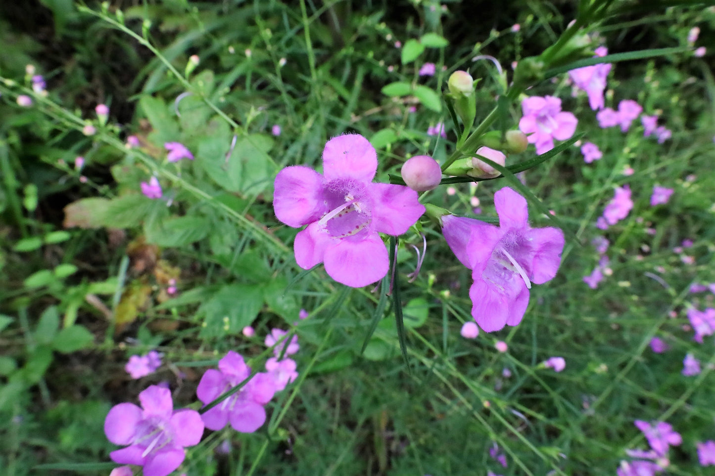 100 FALSE PURPLE FOXGLOVE Rose Gerardia Wetland Agalinis Purpurea Flower Seeds