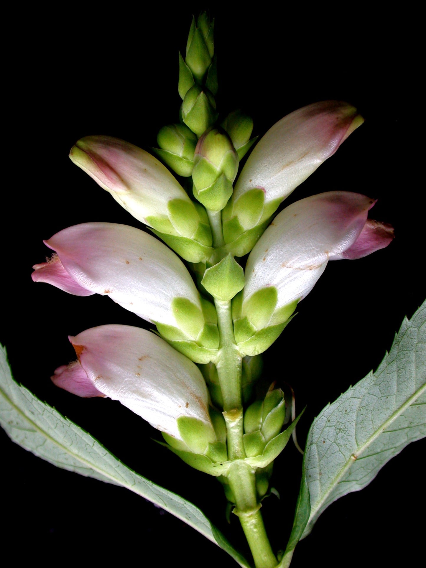 50 WHITE TURTLEHEAD Chelone Glabra Flower Seeds