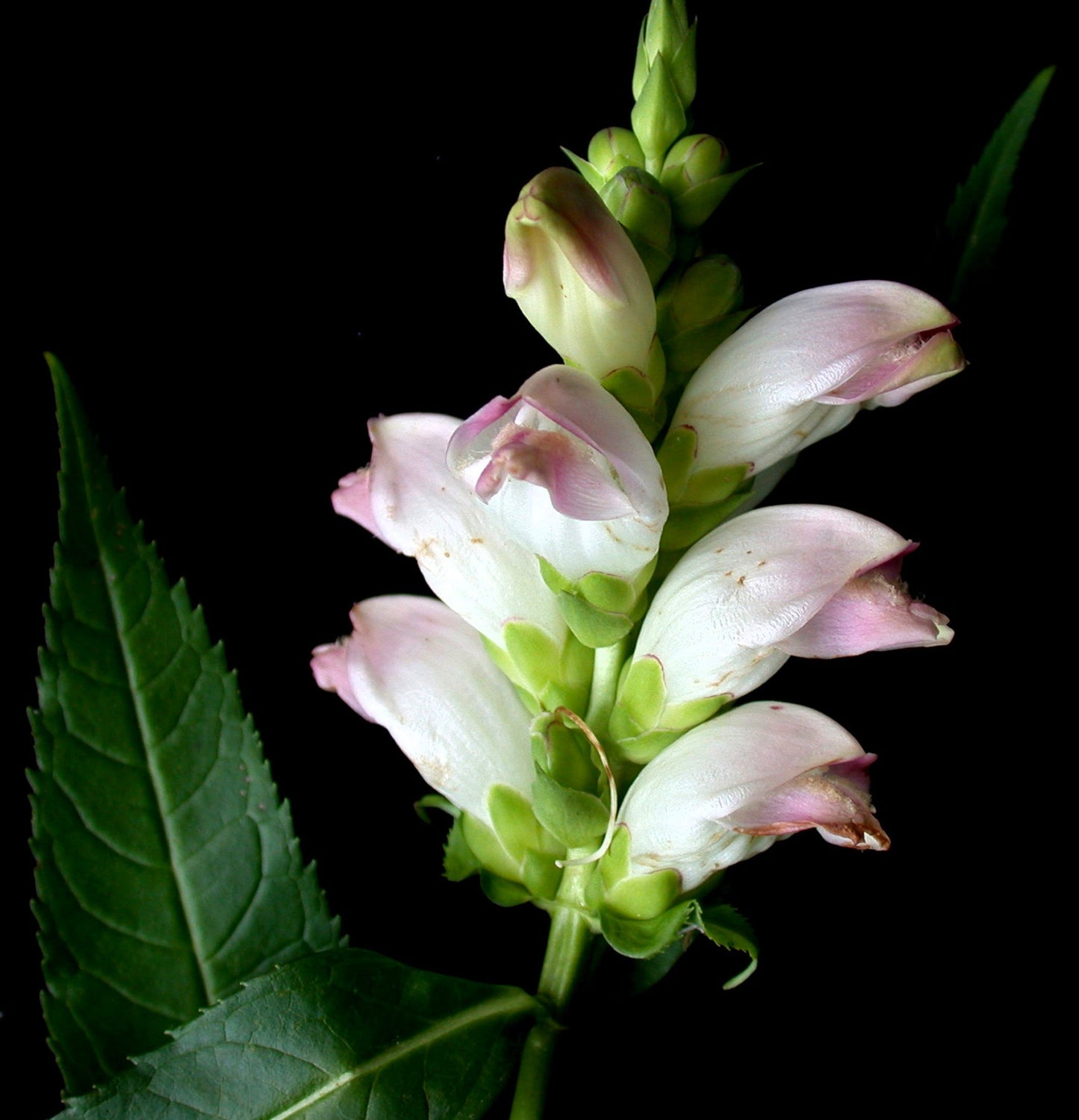 50 WHITE TURTLEHEAD Chelone Glabra Flower Seeds