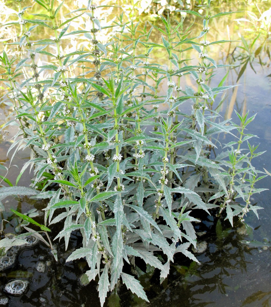 20 WATER HOREHOUND Lycopus Americanus American Bugleweed Herb Flower Seeds