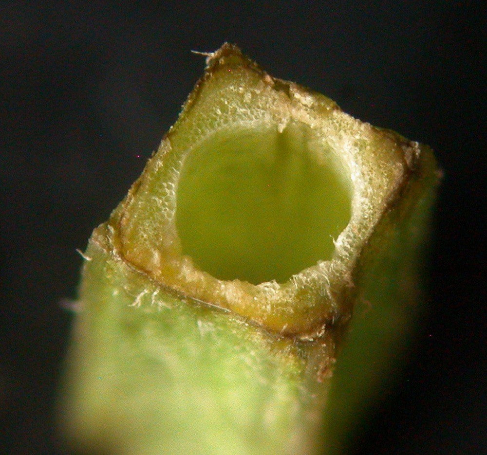 20 WATER HOREHOUND Lycopus Americanus American Bugleweed Herb Flower Seeds