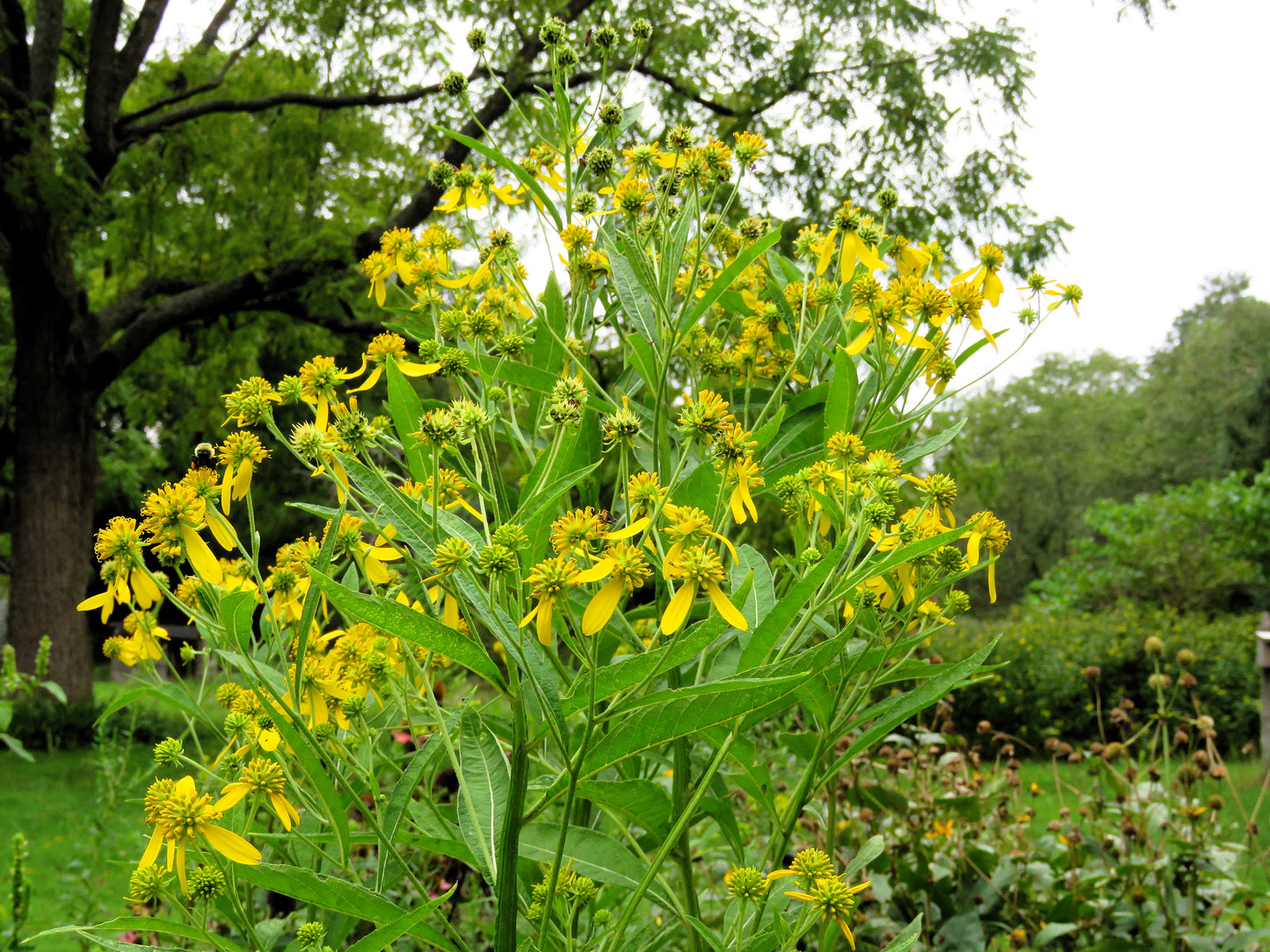 250 Wingstem / YELLOW IRONWEED Verbesina Alternifolia Flower Seeds