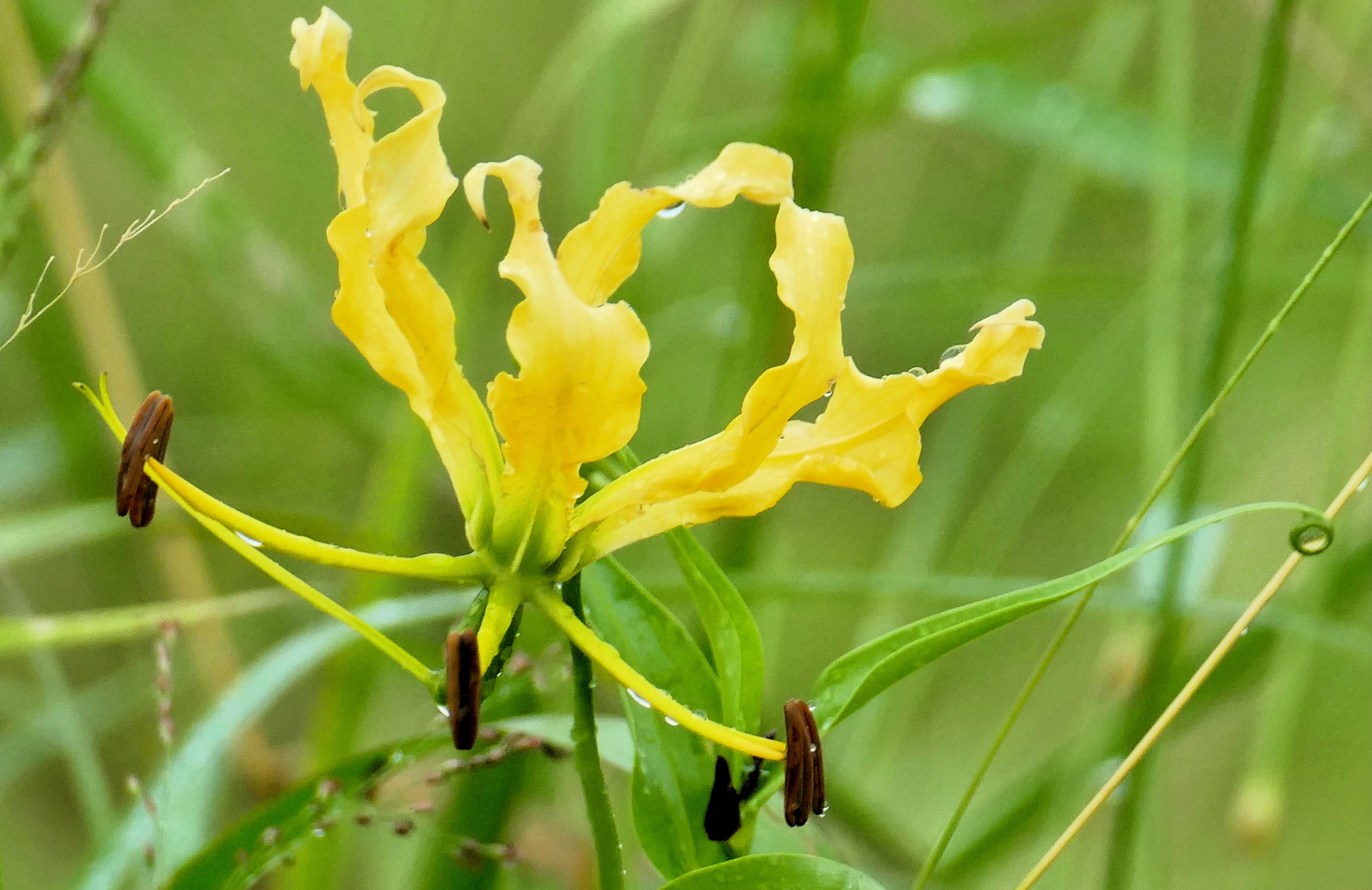 10 YELLOW GLORIOSA LILY Flame Lily Gloriosa Lutea Flower Vine