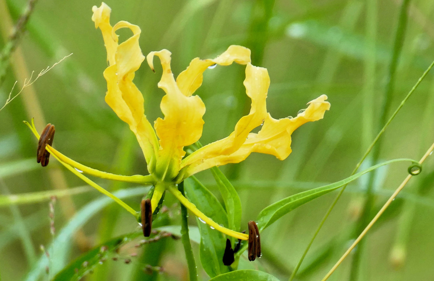 10 YELLOW GLORIOSA LILY Flame Lily Gloriosa Lutea Flower Vine Seeds