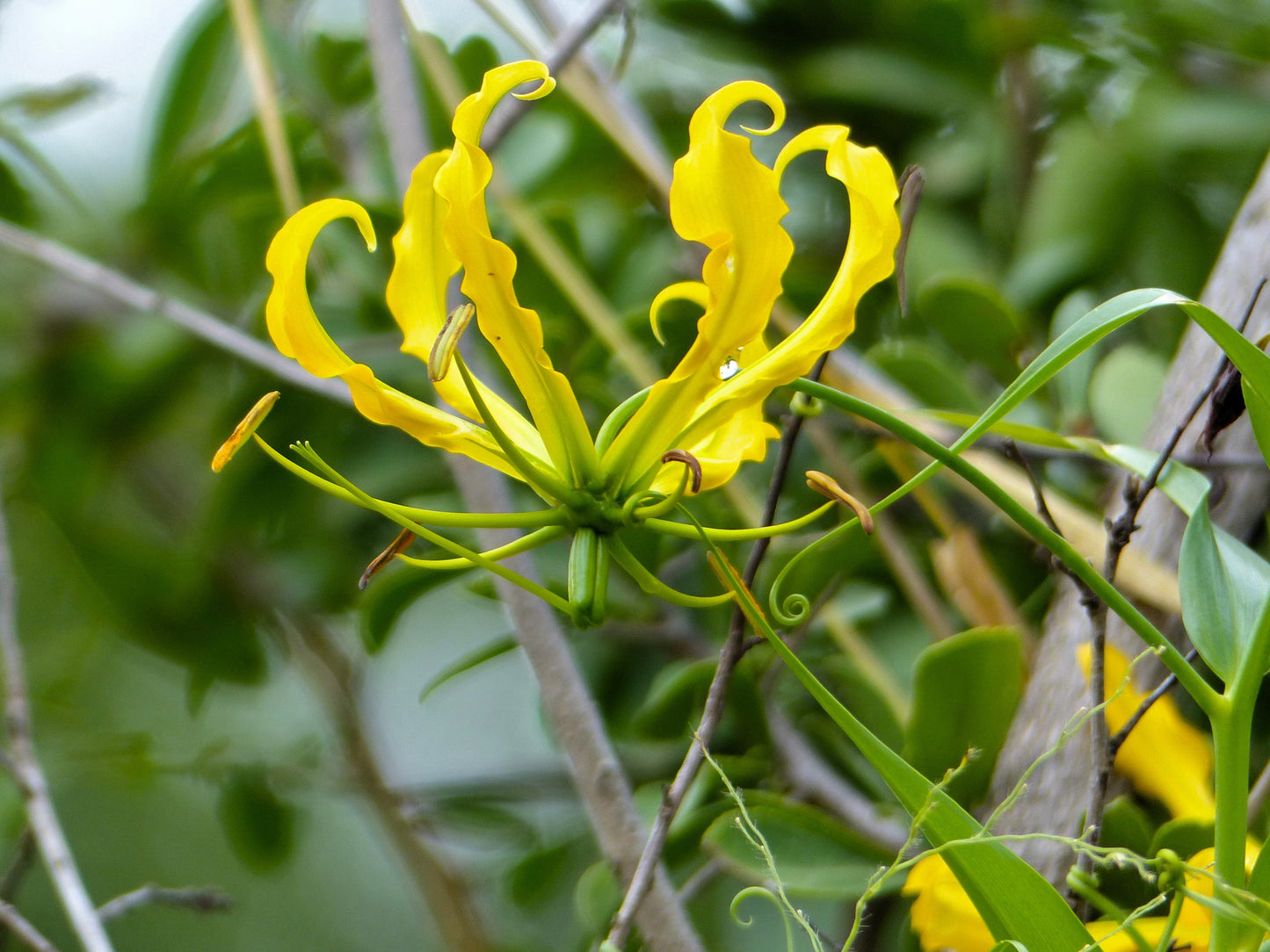 10 YELLOW GLORIOSA LILY Flame Lily Gloriosa Lutea Flower Vine Seeds