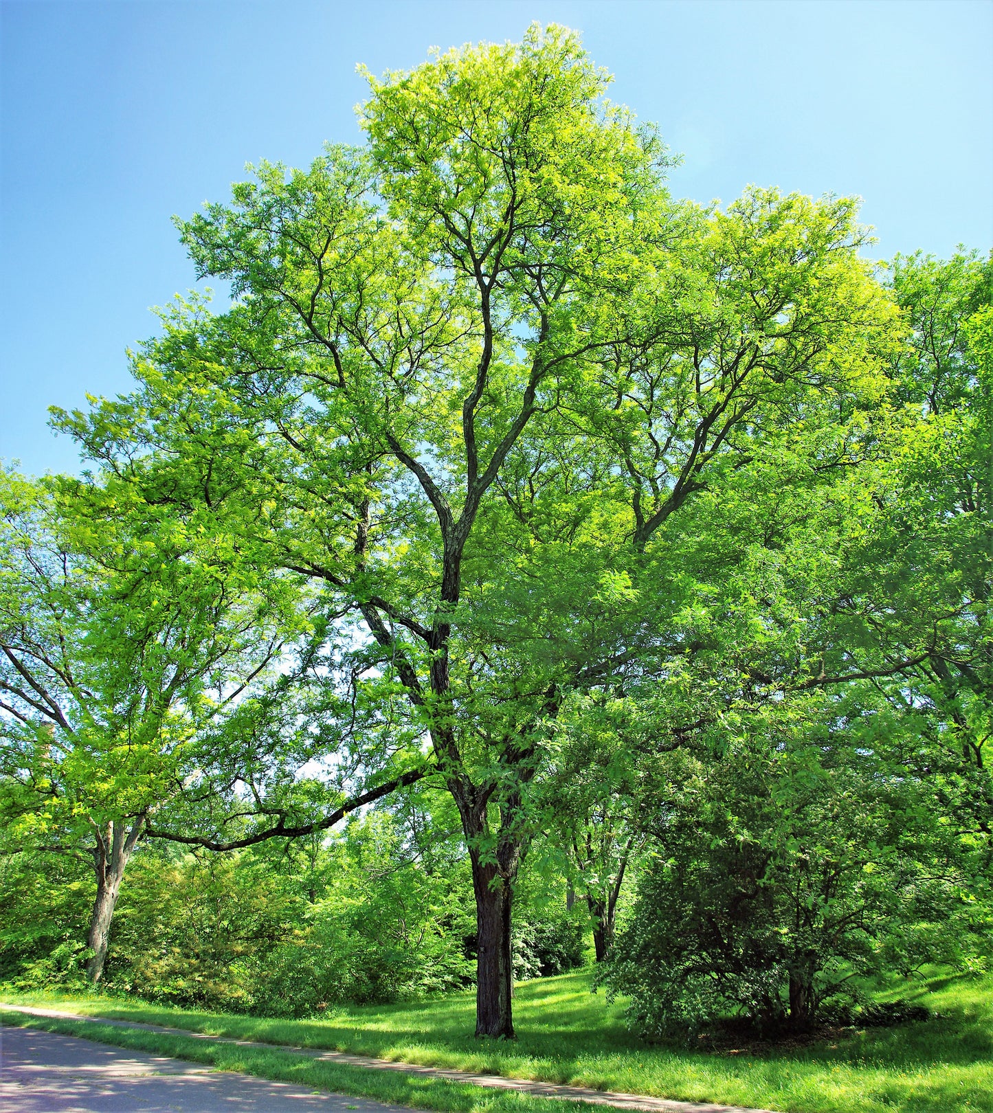 10 Thornless HONEYLOCUST Gleditsia Triacanthos Inermis Imperial Honey Locust Golden Yellow Tree Seeds