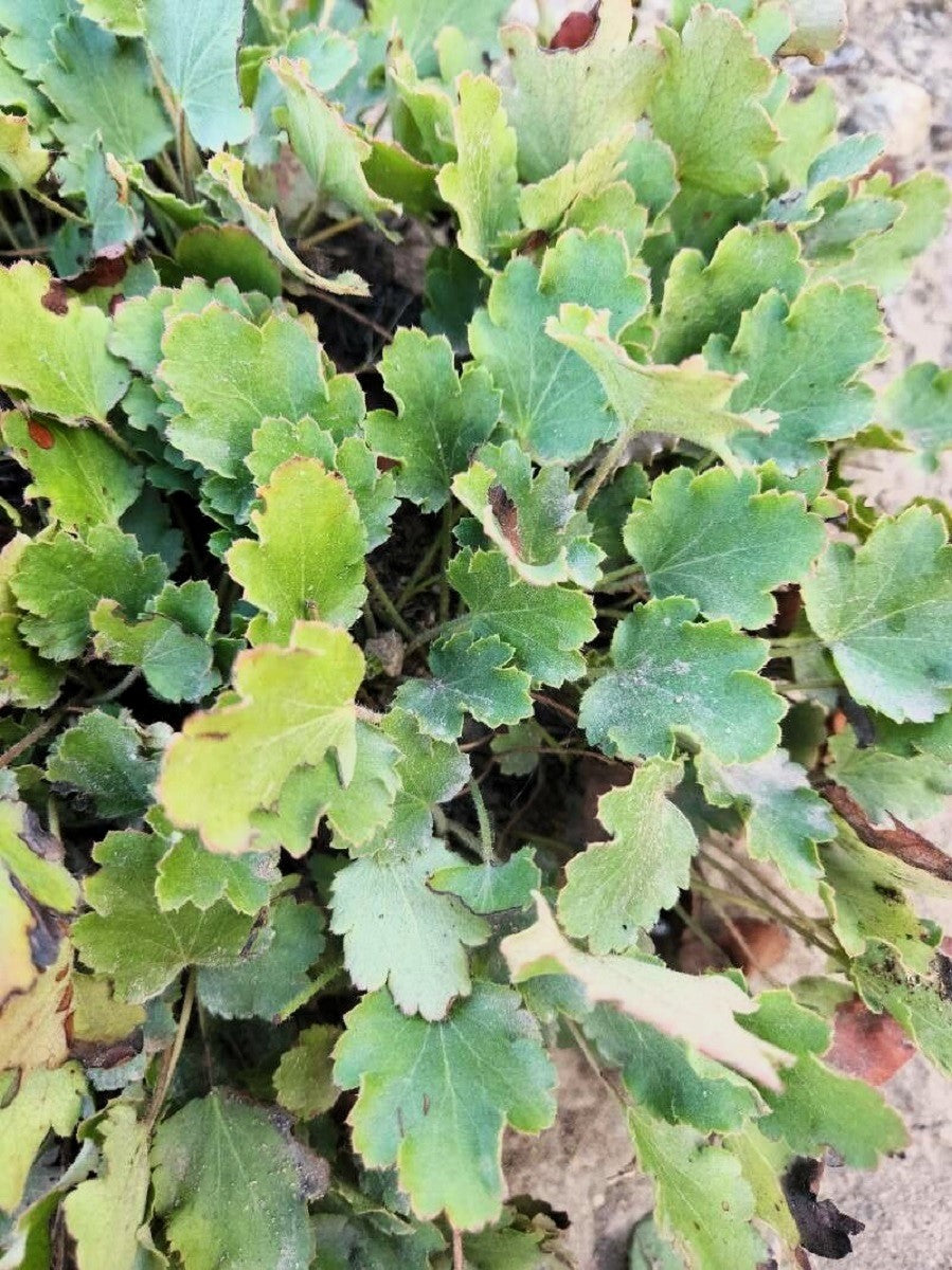 1200 Prairie Alumroot CORAL BELLS / HEUCHERA Richardsonii Shade Flower Seeds