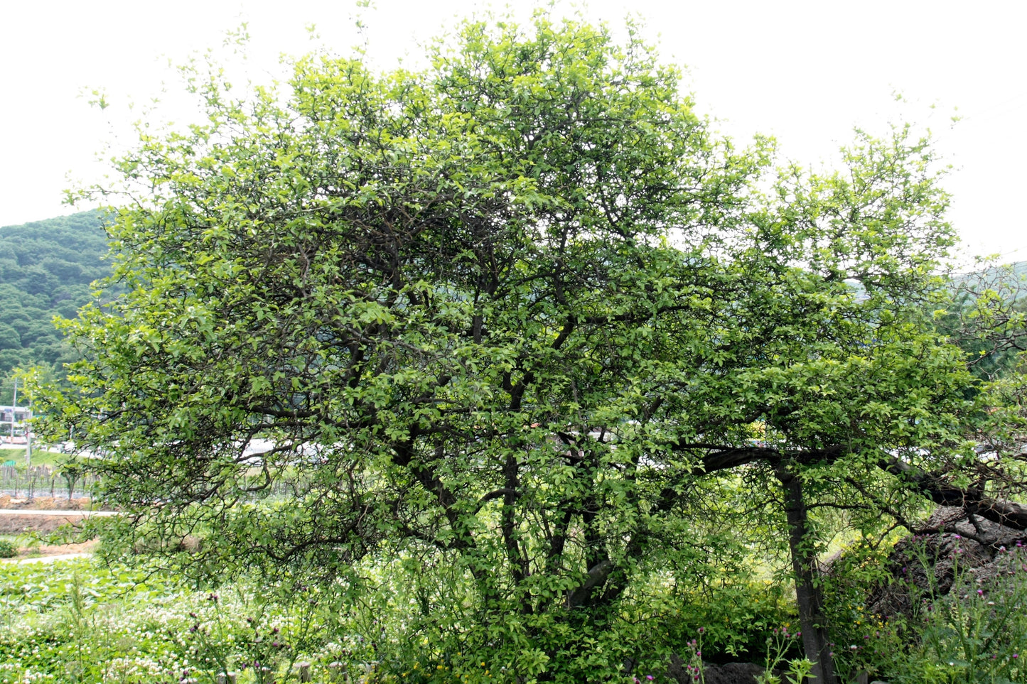 5 HARDY ORANGE TREE Trifoliate Citrus Trifoliata Poncirus Fruit White Flower Seeds