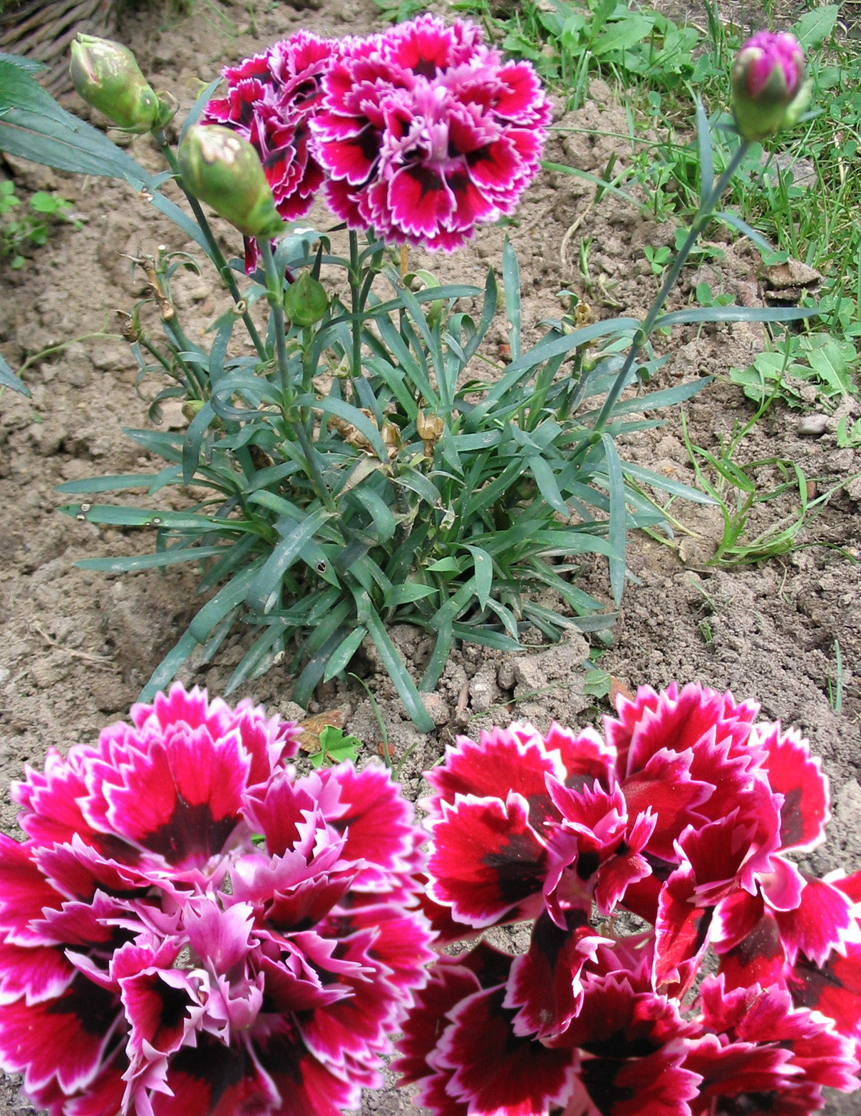 carnation flower seeds 50 PICOTEE MIX CARNATION Dianthus Caryophyllus Double Bicolor Striped Flower Seeds