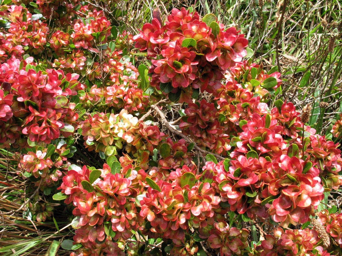 40 Mixed Colors FLORIDA HOPBUSH Dodonaea Viscosa Hawaiian Hopseed Flower Shrub Seeds