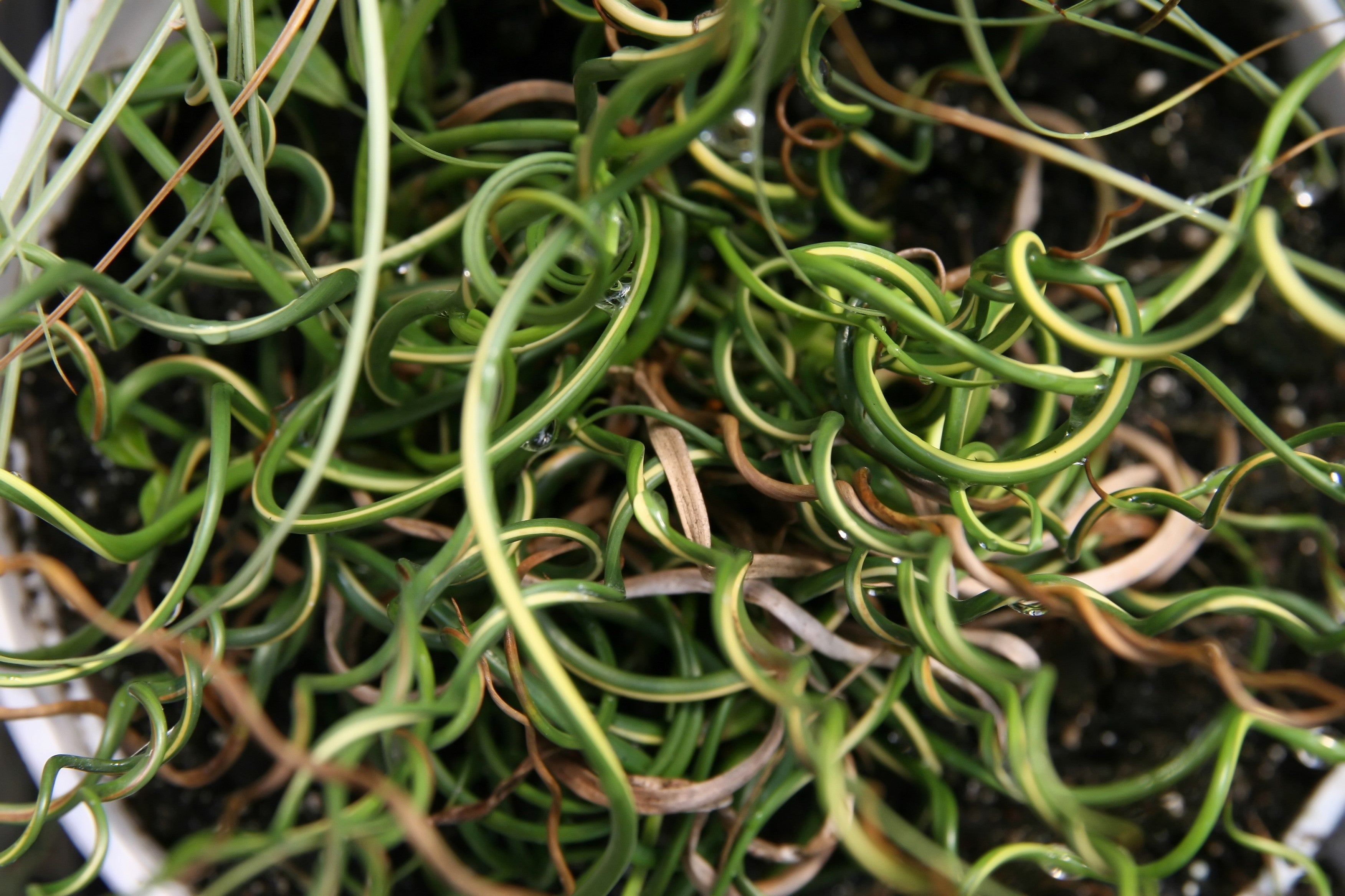 Seedville Corkscrew Rush - Thumbnail 3