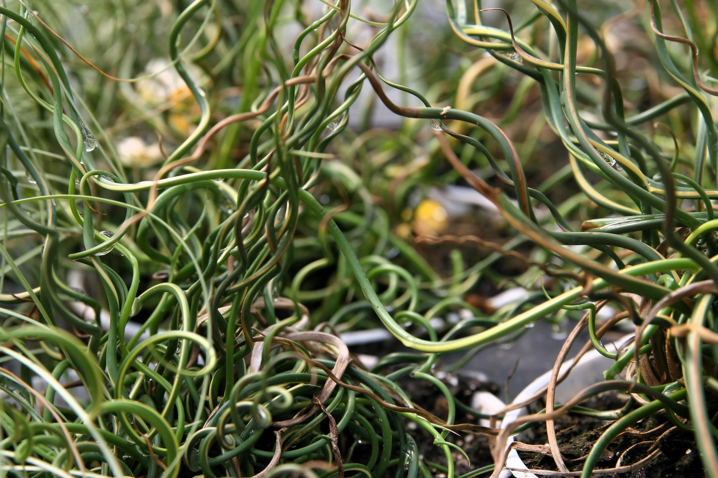 corkscrew grass succulent 10 CORKSCREW RUSH Spiral Grass Juncus Effusus Spiralis Wetland Pond Seeds