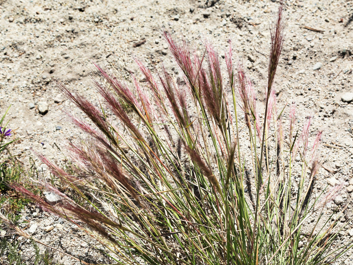 300 Bottlebrush SQUIRRELTAIL RYE GRASS Elymus Elymoides syn Sitanion H ...