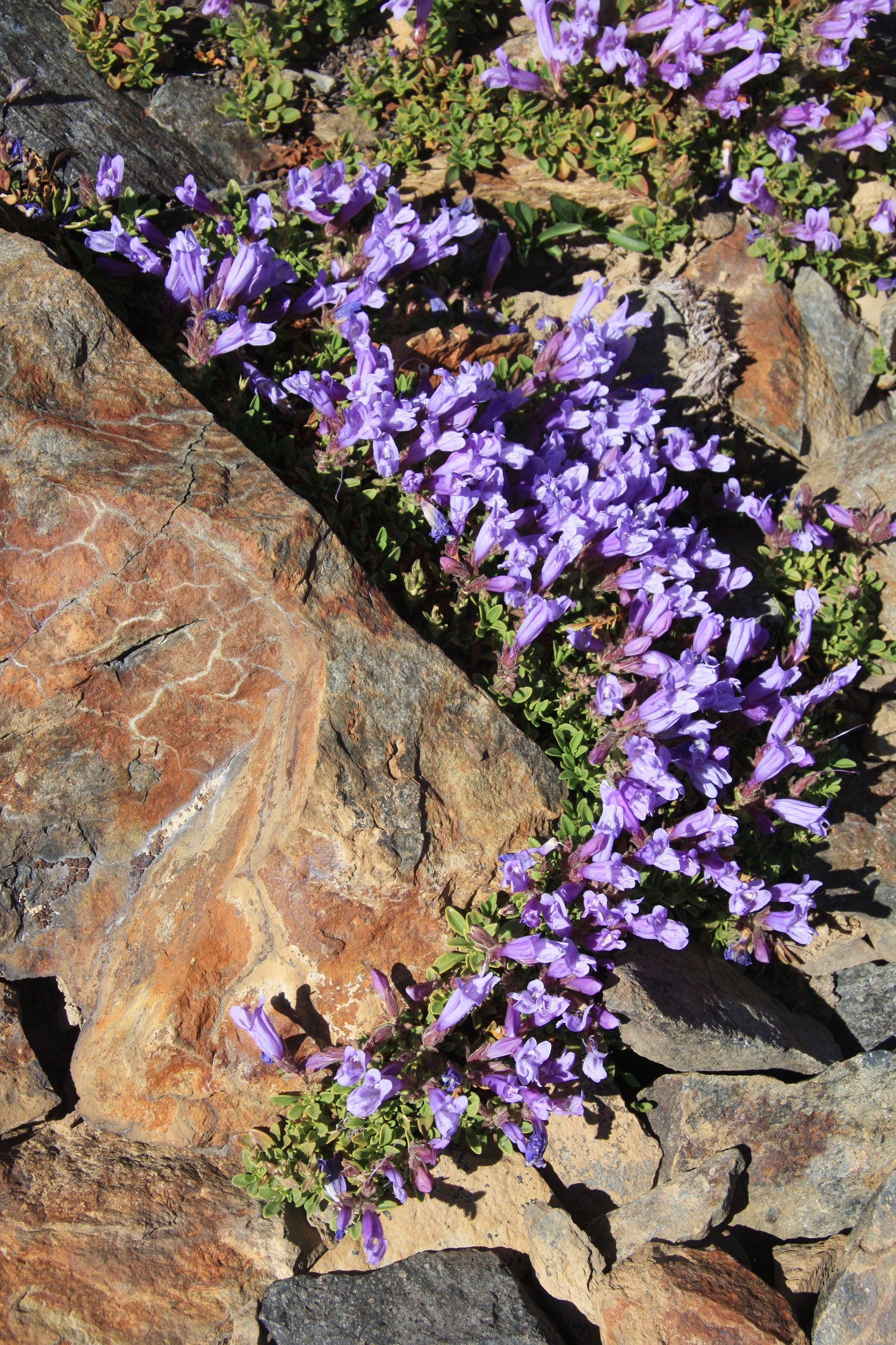 50 ALPINE PENSTEMON Davidsonii Davidson's Beardtongue Purple Flower Seeds