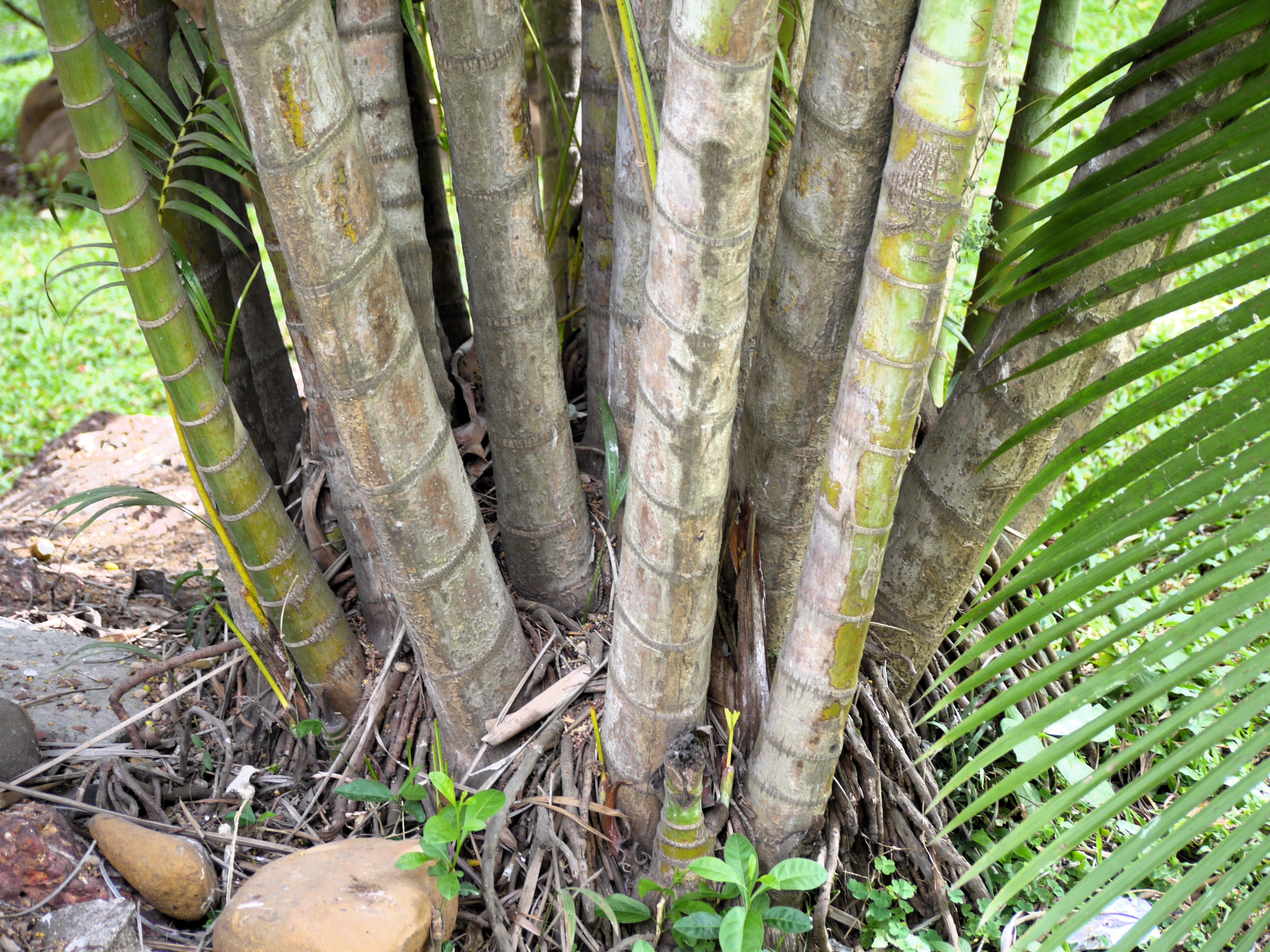 5 BAMBOO PALM Chamaedorea Seifrizii Reed or Parlor Palm Tree Sun