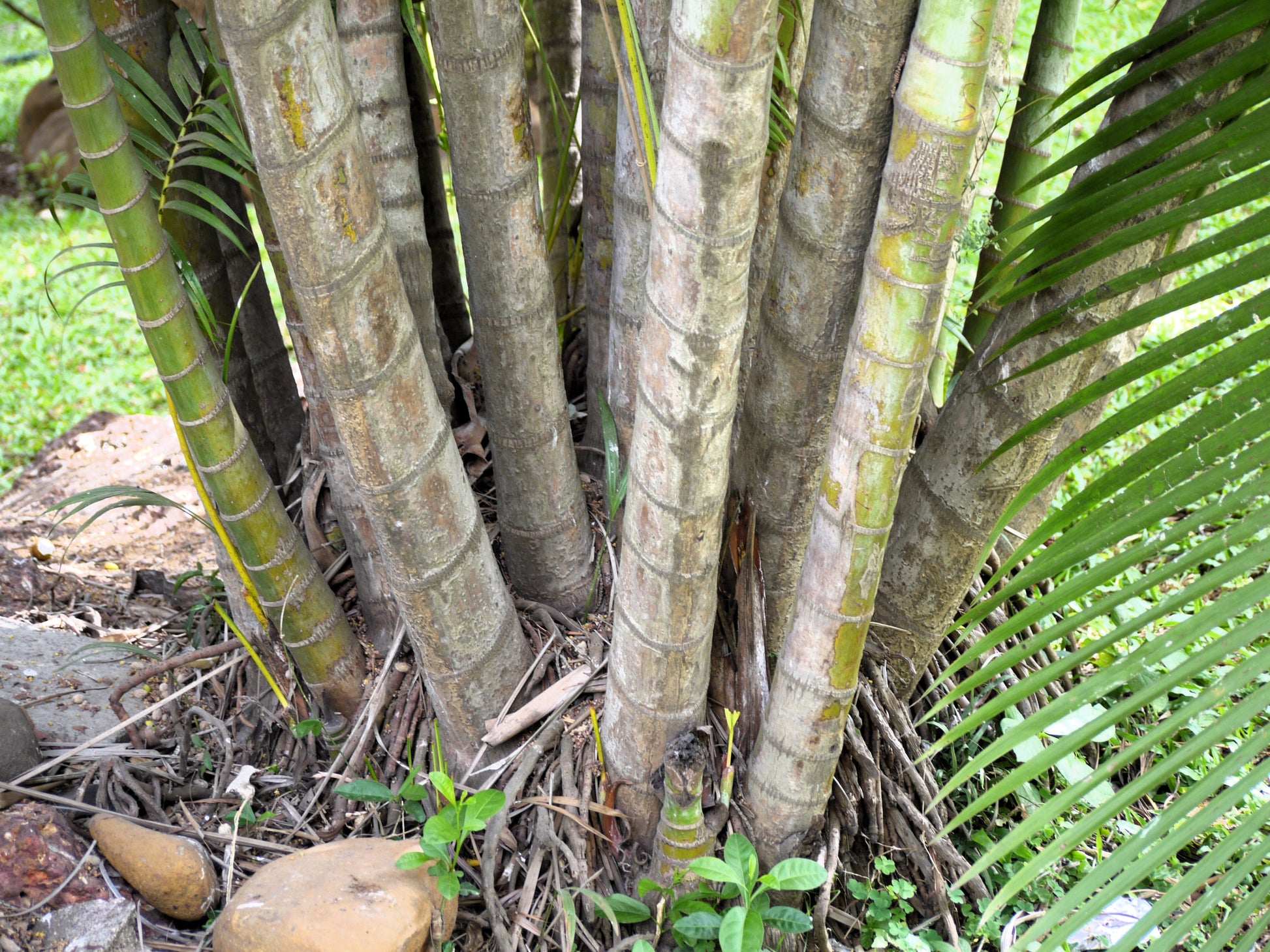 parlor palm vs bamboo palm 5 BAMBOO PALM Chamaedorea Seifrizii Reed or Parlor Palm Tree Sun Shade – Seedville USA