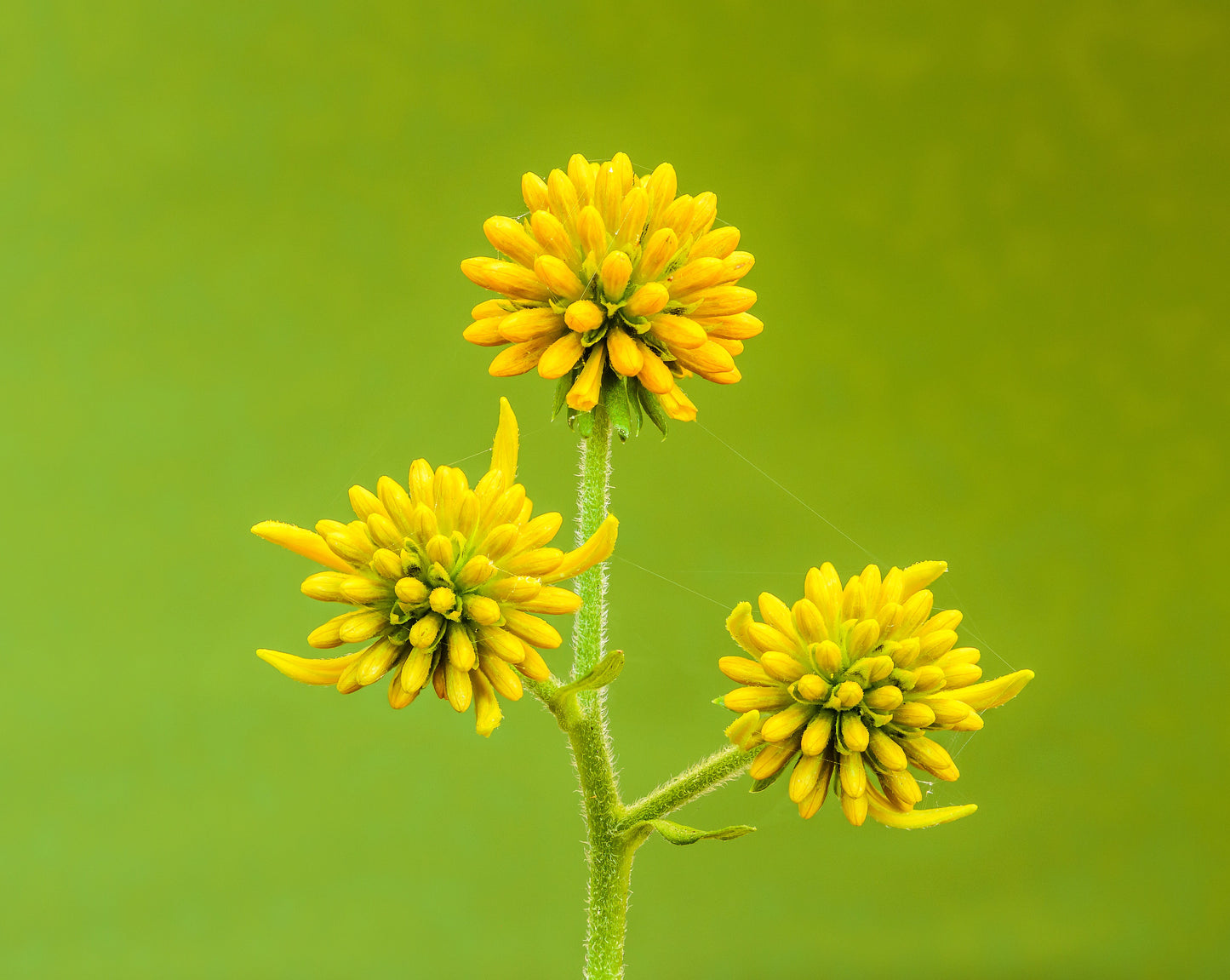 250 Wingstem / YELLOW IRONWEED Verbesina Alternifolia Flower Seeds