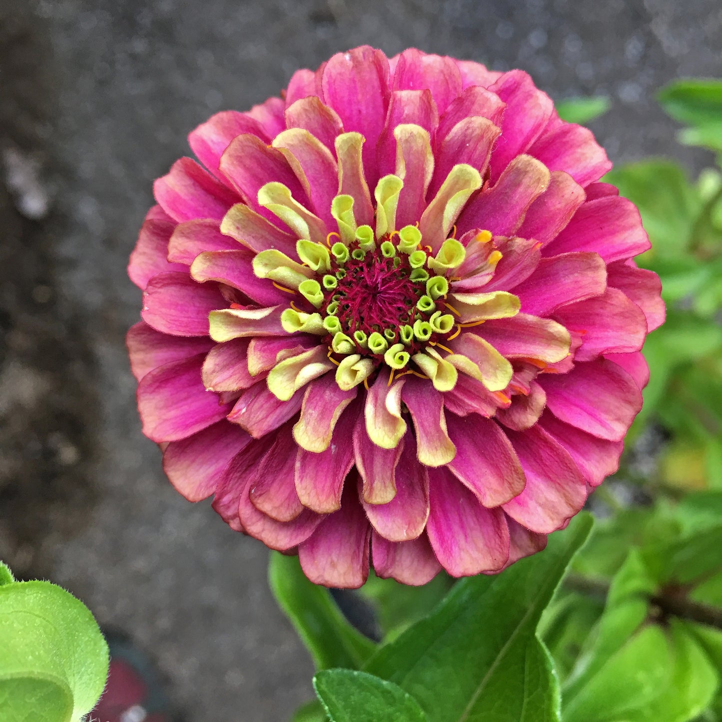 20 Organic QUEENY LIME MIX ZINNIA Elegans Mixed Colors Red Orange Yellow Pink Green Queen Flower Seeds