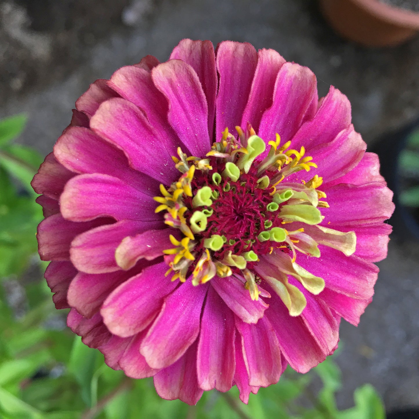 20 Organic QUEENY LIME MIX ZINNIA Elegans Mixed Colors Red Orange Yellow Pink Green Queen Flower Seeds