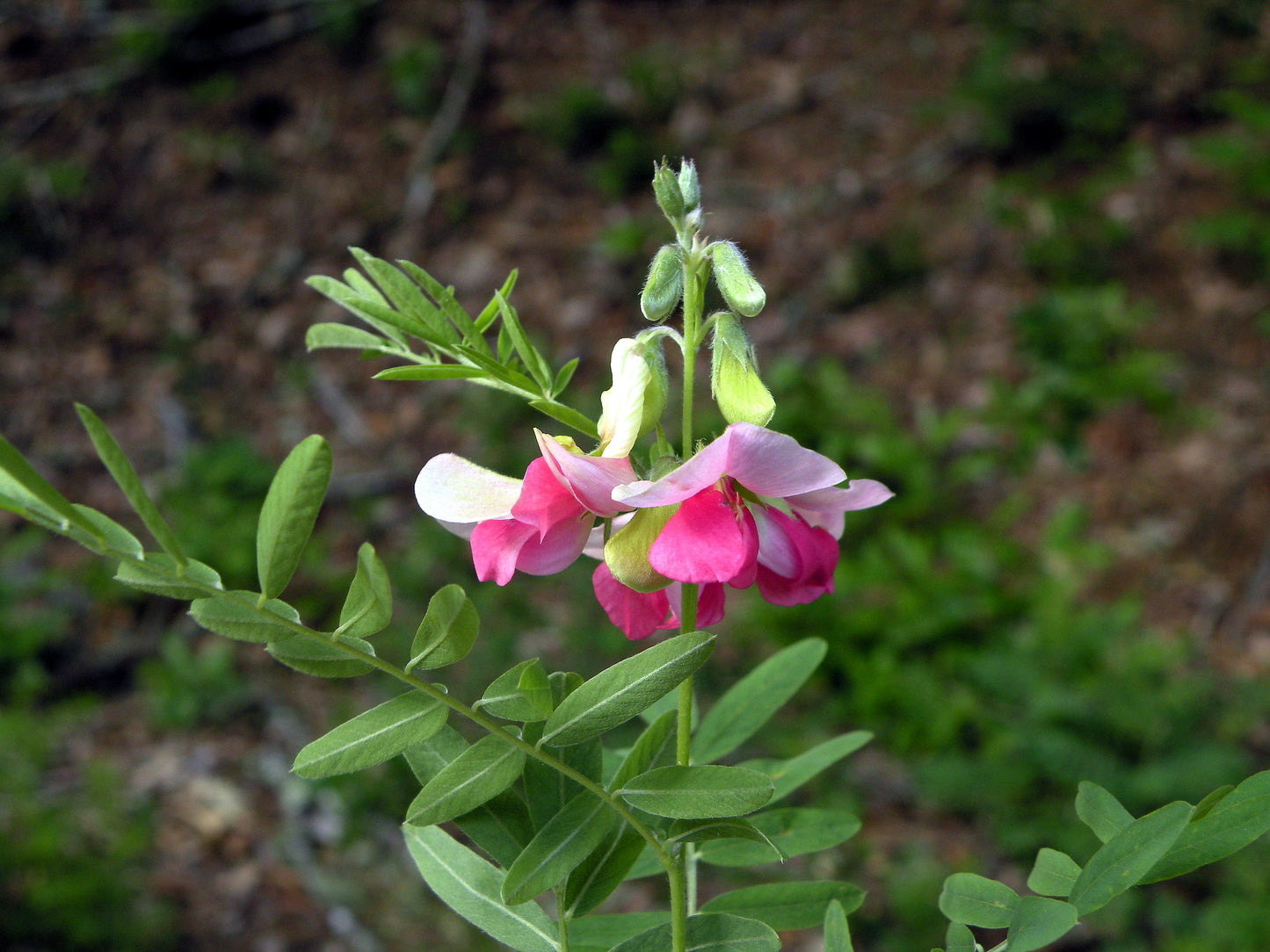 30 GOAT'S RUE Tephrosia Virginiana Cracca Flower Grass Legume Ground Cover Seeds