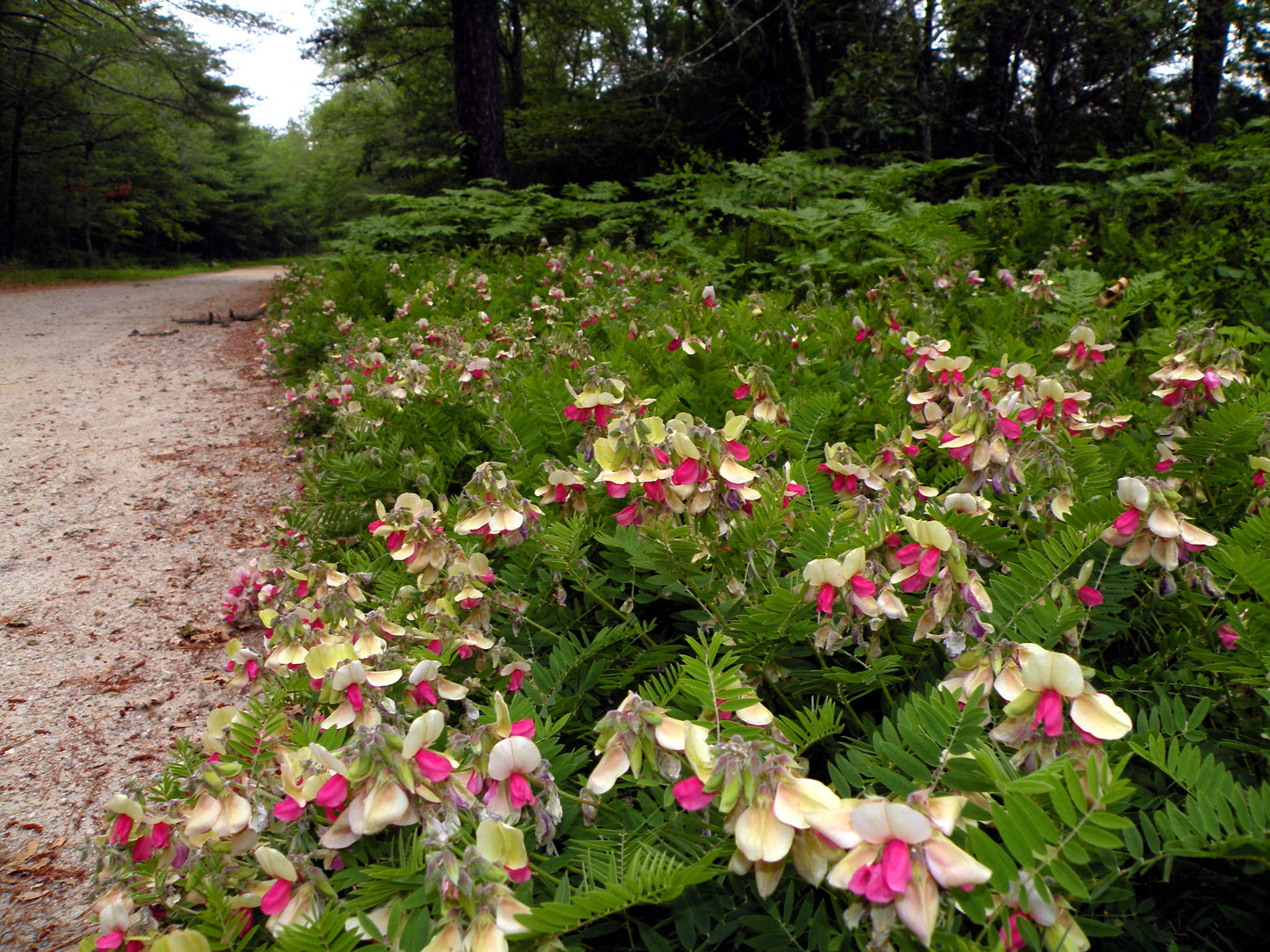 30 GOAT'S RUE Tephrosia Virginiana Cracca Flower Grass Legume Ground Cover Seeds
