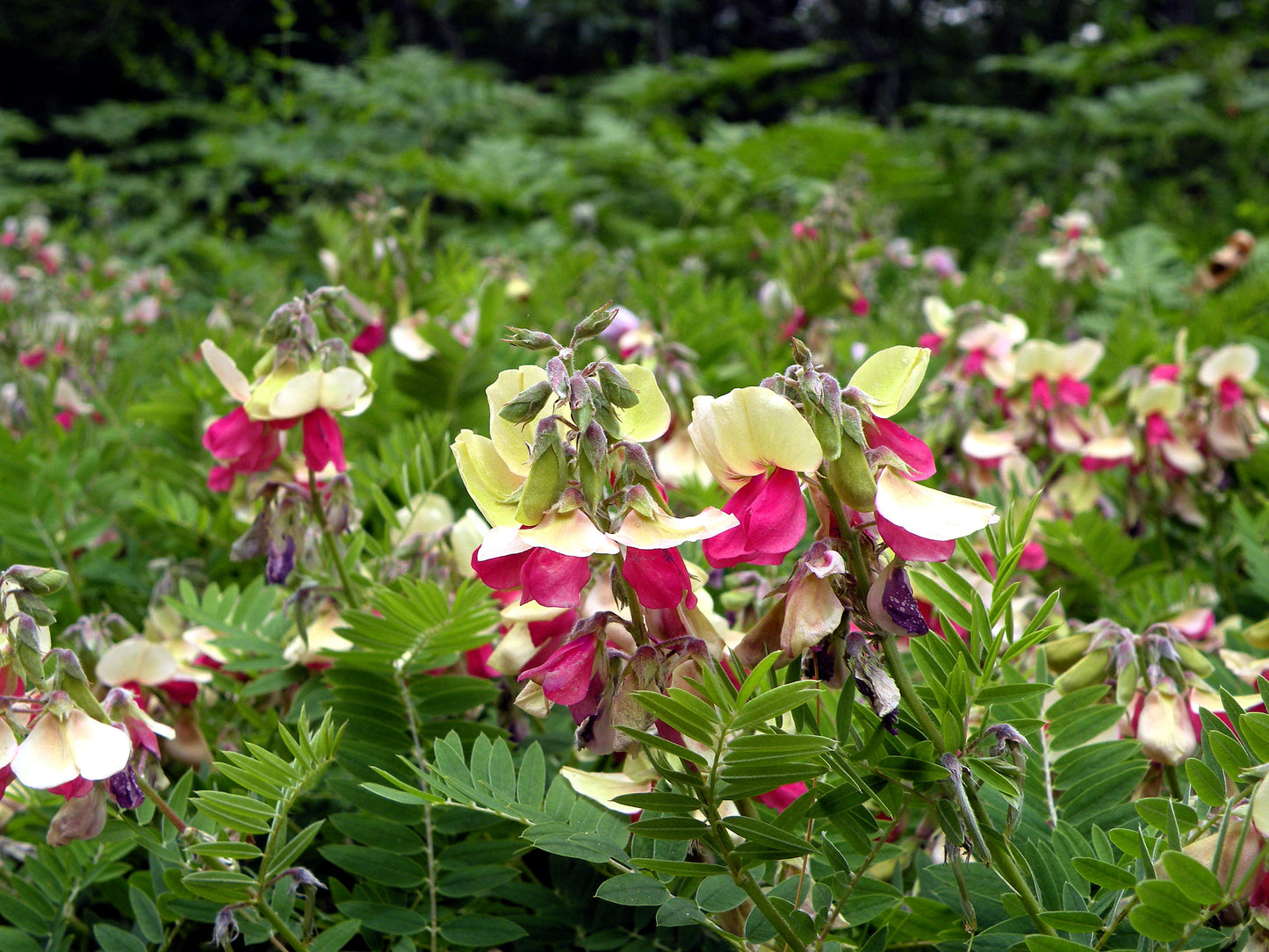 30 GOAT'S RUE Tephrosia Virginiana Cracca Flower Grass Legume Ground Cover Seeds