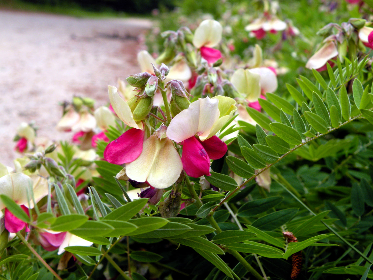 30 GOAT'S RUE Tephrosia Virginiana Cracca Flower Grass Legume Ground Cover Seeds