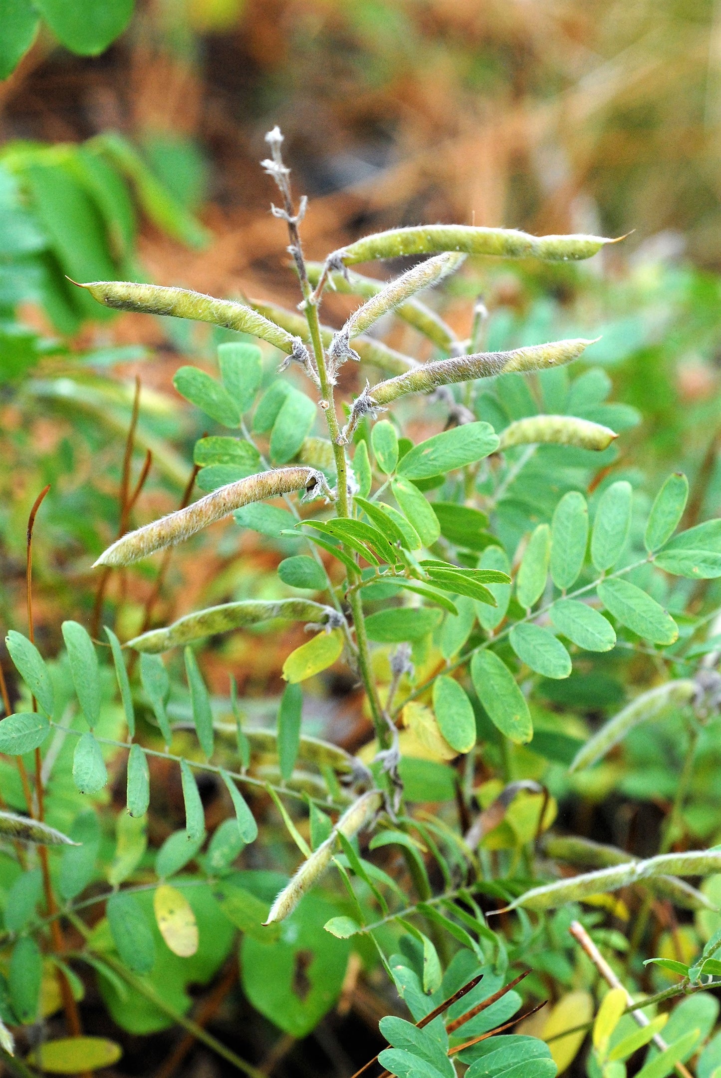 30 GOAT'S RUE Tephrosia Virginiana Cracca Flower Grass Legume Ground Cover Seeds