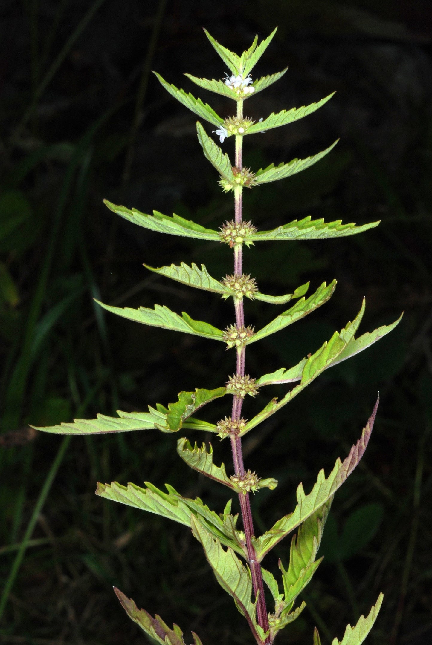 20 WATER HOREHOUND Lycopus Americanus American Bugleweed Herb Flower Seeds