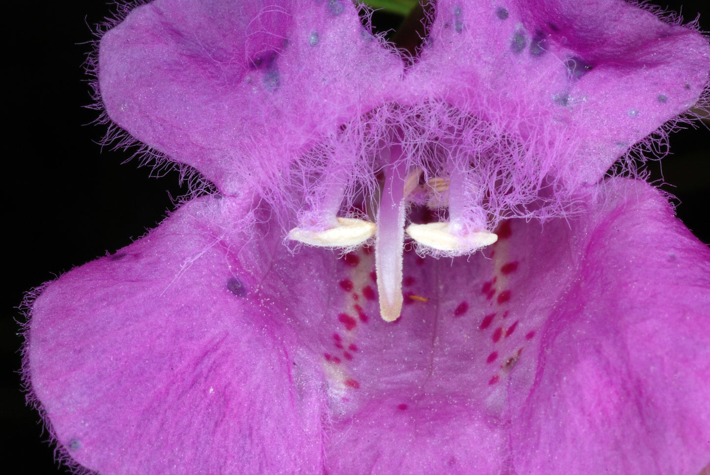 100 FALSE PURPLE FOXGLOVE Rose Gerardia Wetland Agalinis Purpurea Flower Seeds