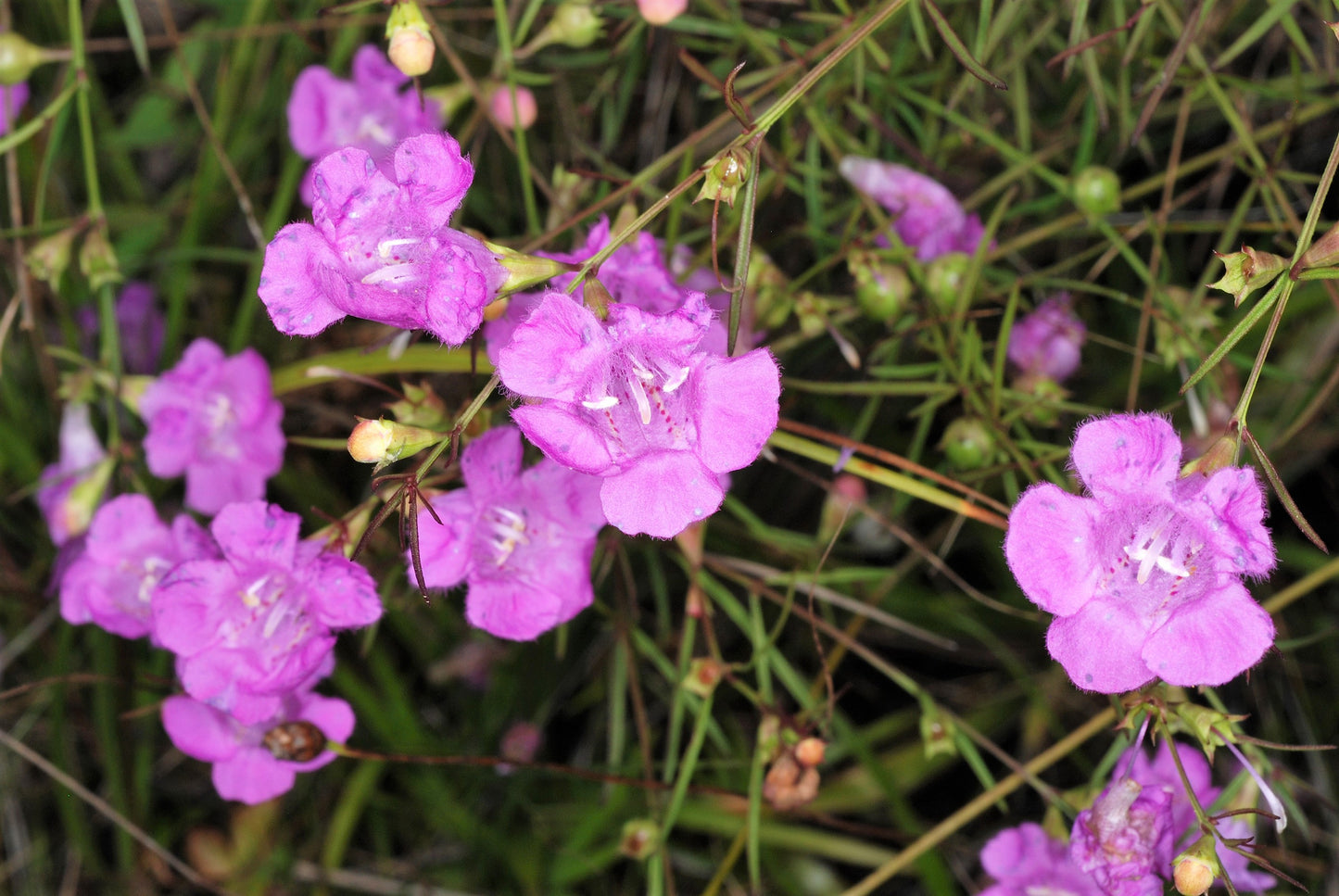 100 FALSE PURPLE FOXGLOVE Rose Gerardia Wetland Agalinis Purpurea Flower Seeds