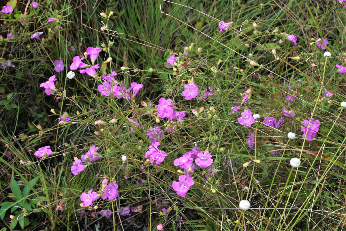 100 FALSE PURPLE FOXGLOVE Rose Gerardia Wetland Agalinis Purpurea Flow ...