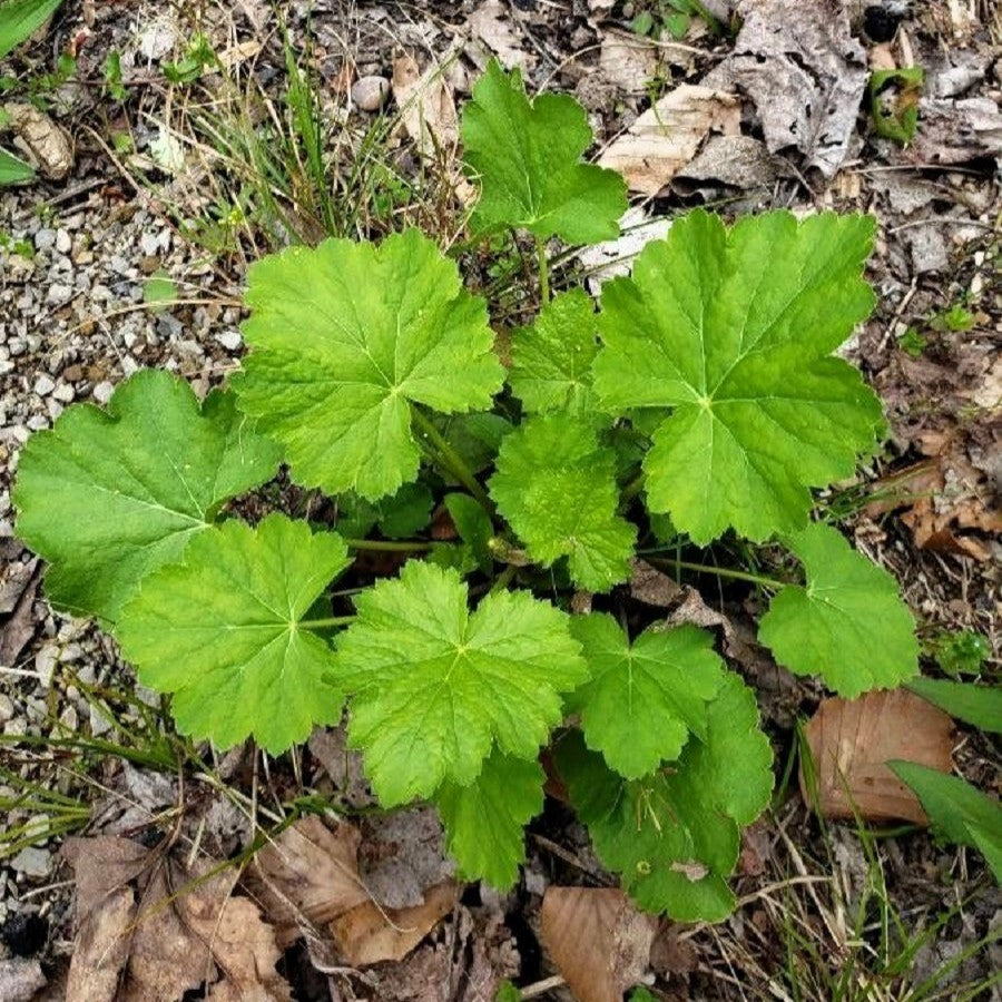 1200 Prairie Alumroot CORAL BELLS / HEUCHERA Richardsonii Shade Flower Seeds