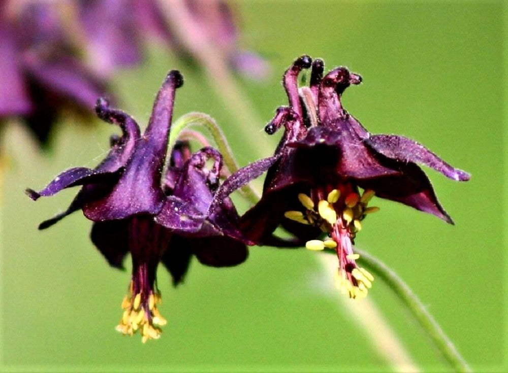 20 BLACK COLUMBINE Dark Columbine Aquilegia Atrata Deep Purple Flower Seeds