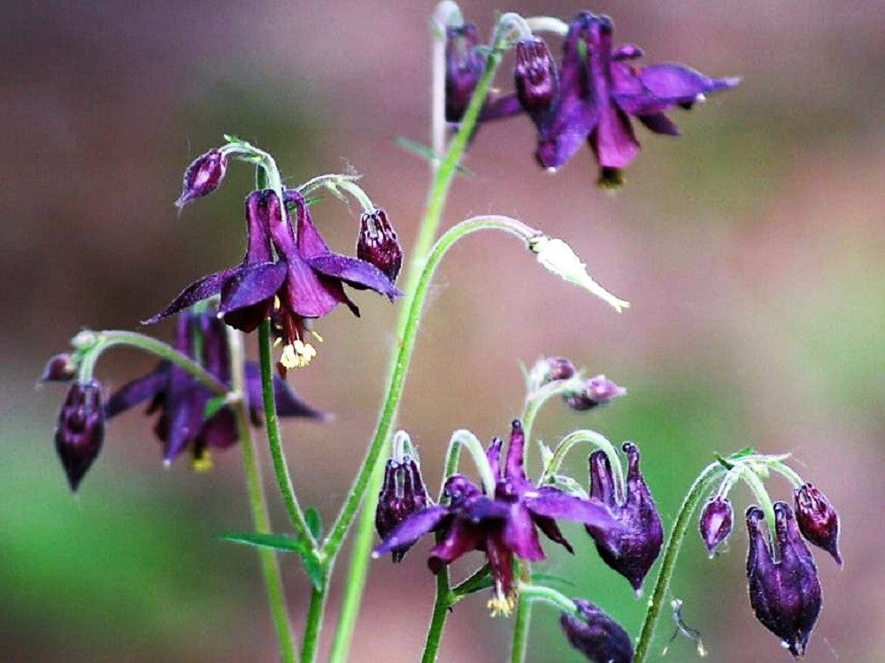 20 BLACK COLUMBINE Dark Columbine Aquilegia Atrata Deep Purple Flower Seeds