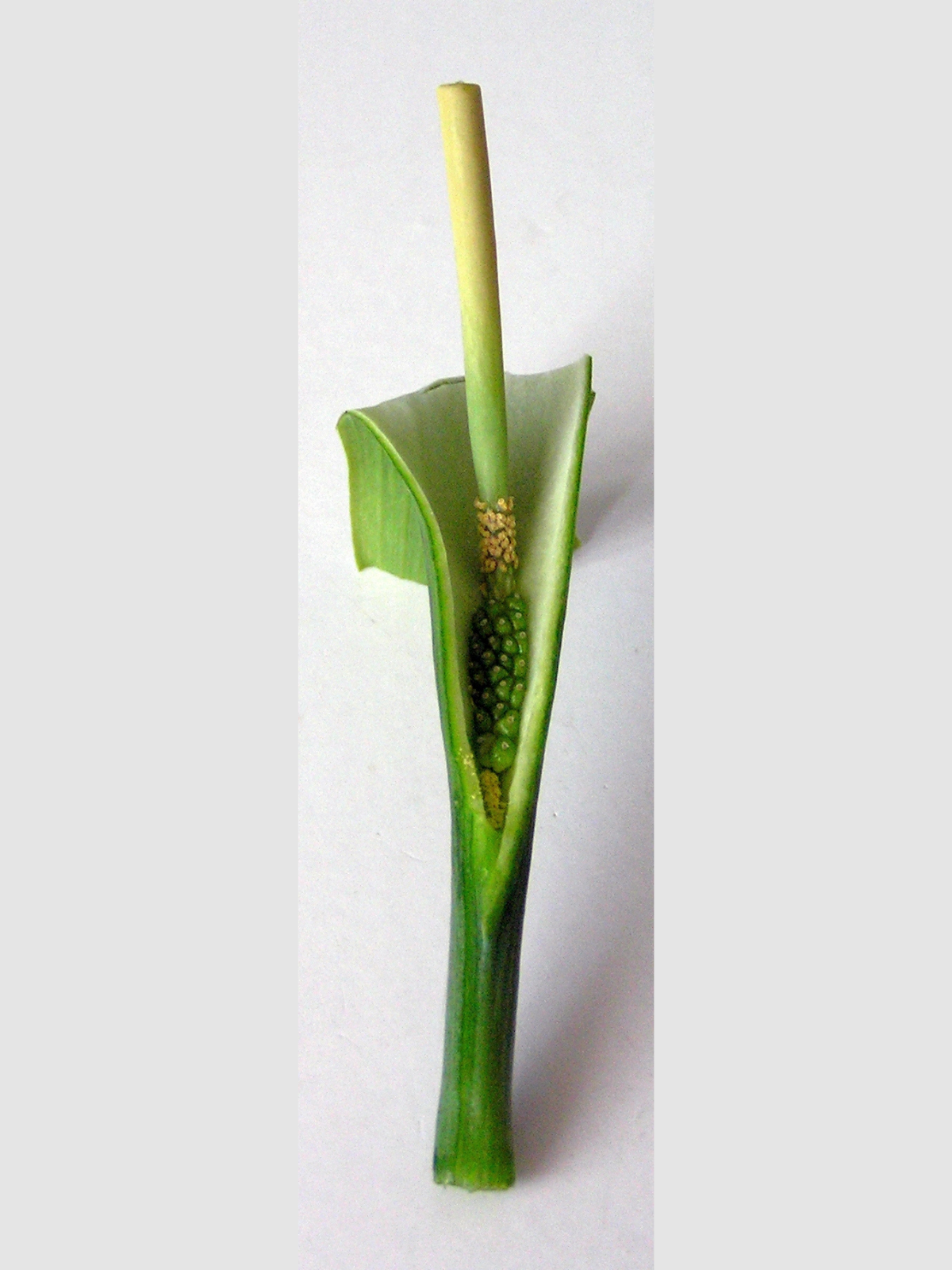 arum house plant 10 Fan-Leaf Chinese GREEN DRAGON Arum Pinellia Pedatisecta Houseplant Shade Flower Seeds