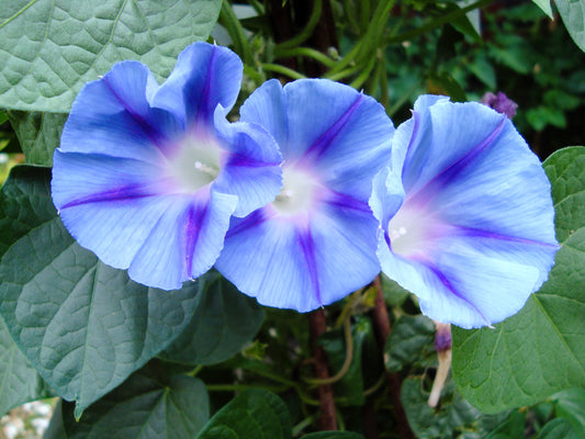 75 Blue STAR MORNING GLORY Ipomoea Tricolor Flower Vine Seeds