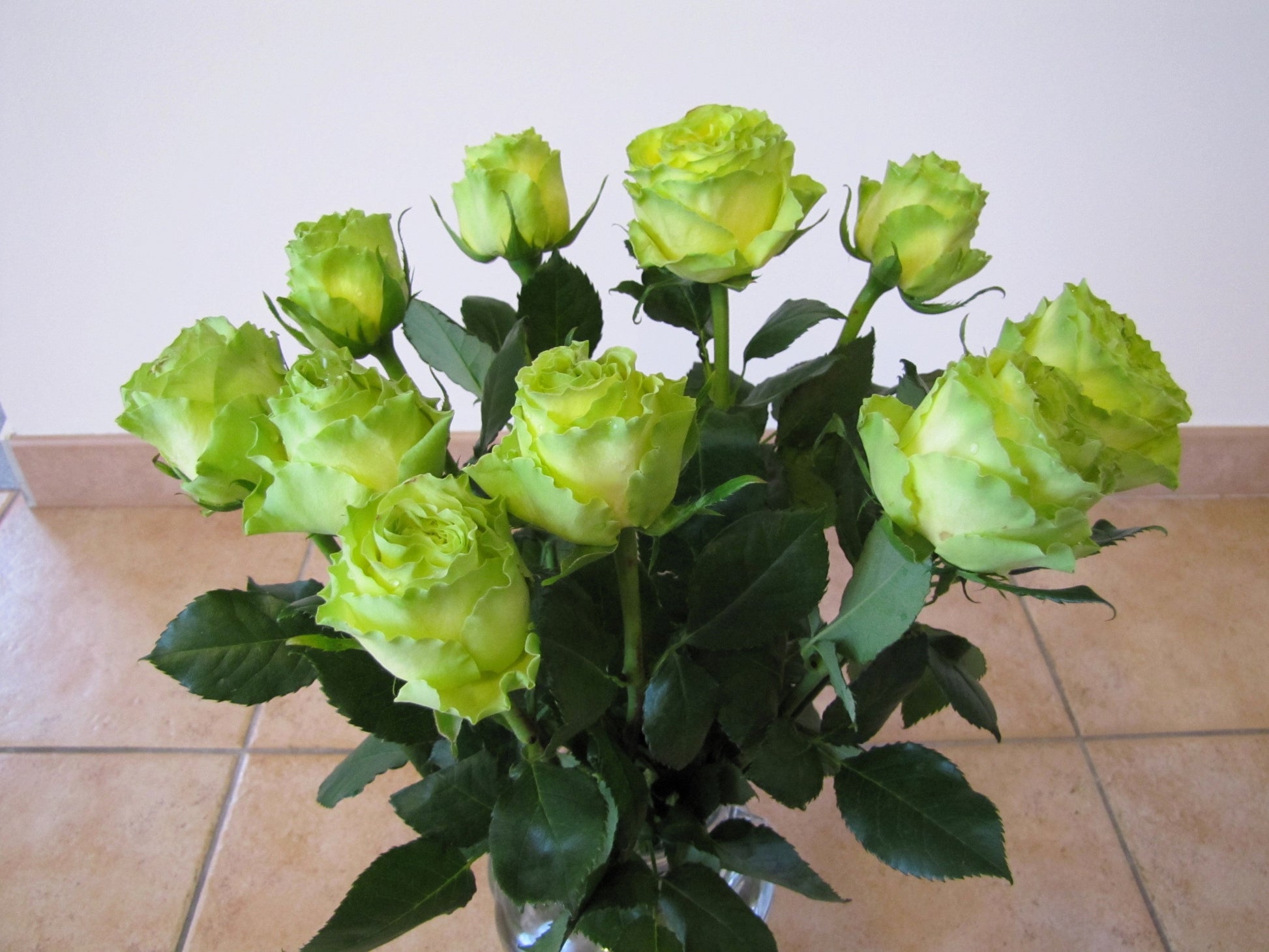 green rose seeds 5 GREEN ROSE Rosa Bush Shrub Perennial Flower Seeds