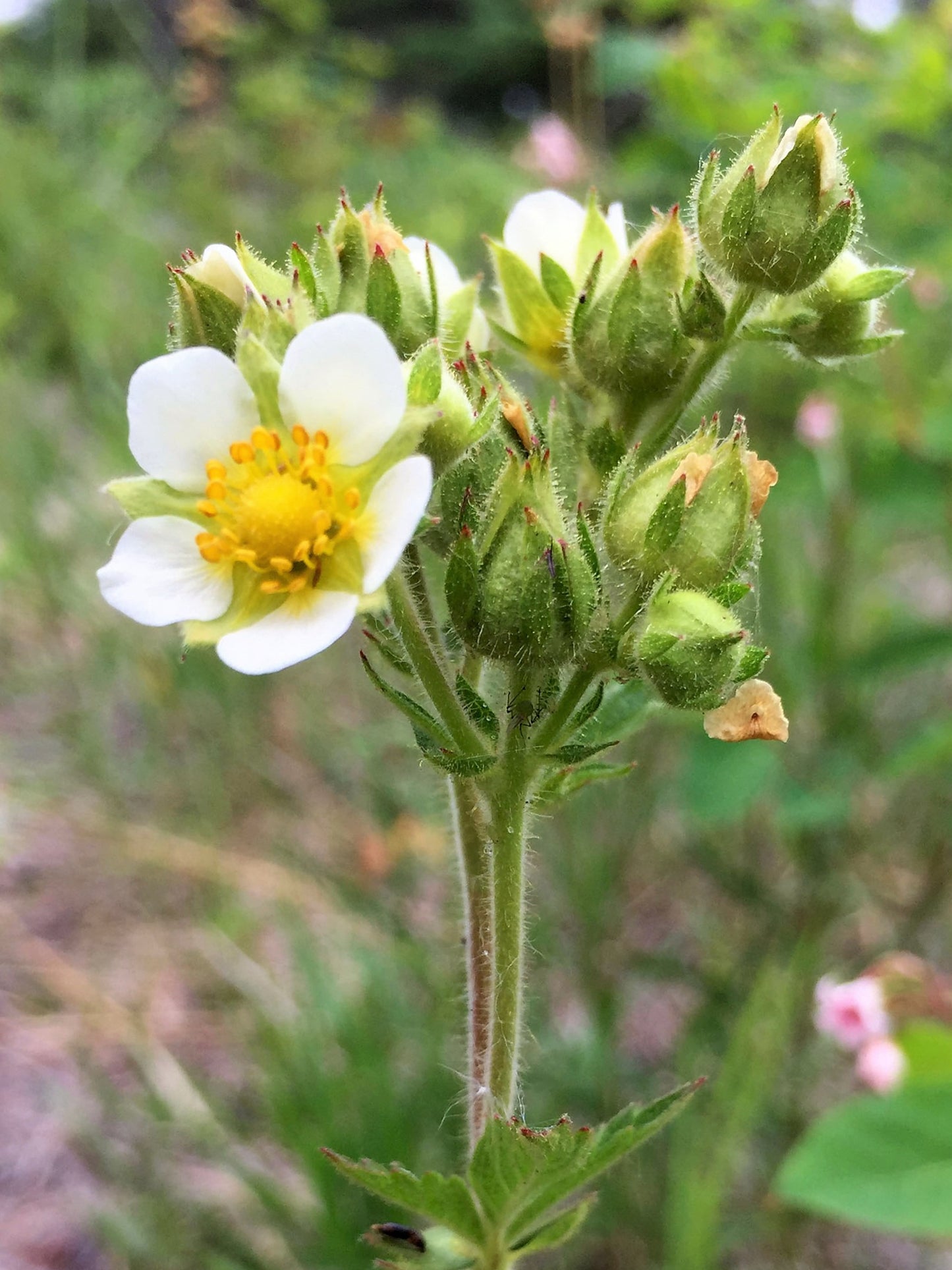 50 PRAIRIE CINQUEFOIL Tall Potentilla Drymocallis Arguta White Pale Yellow Native Flower Seeds