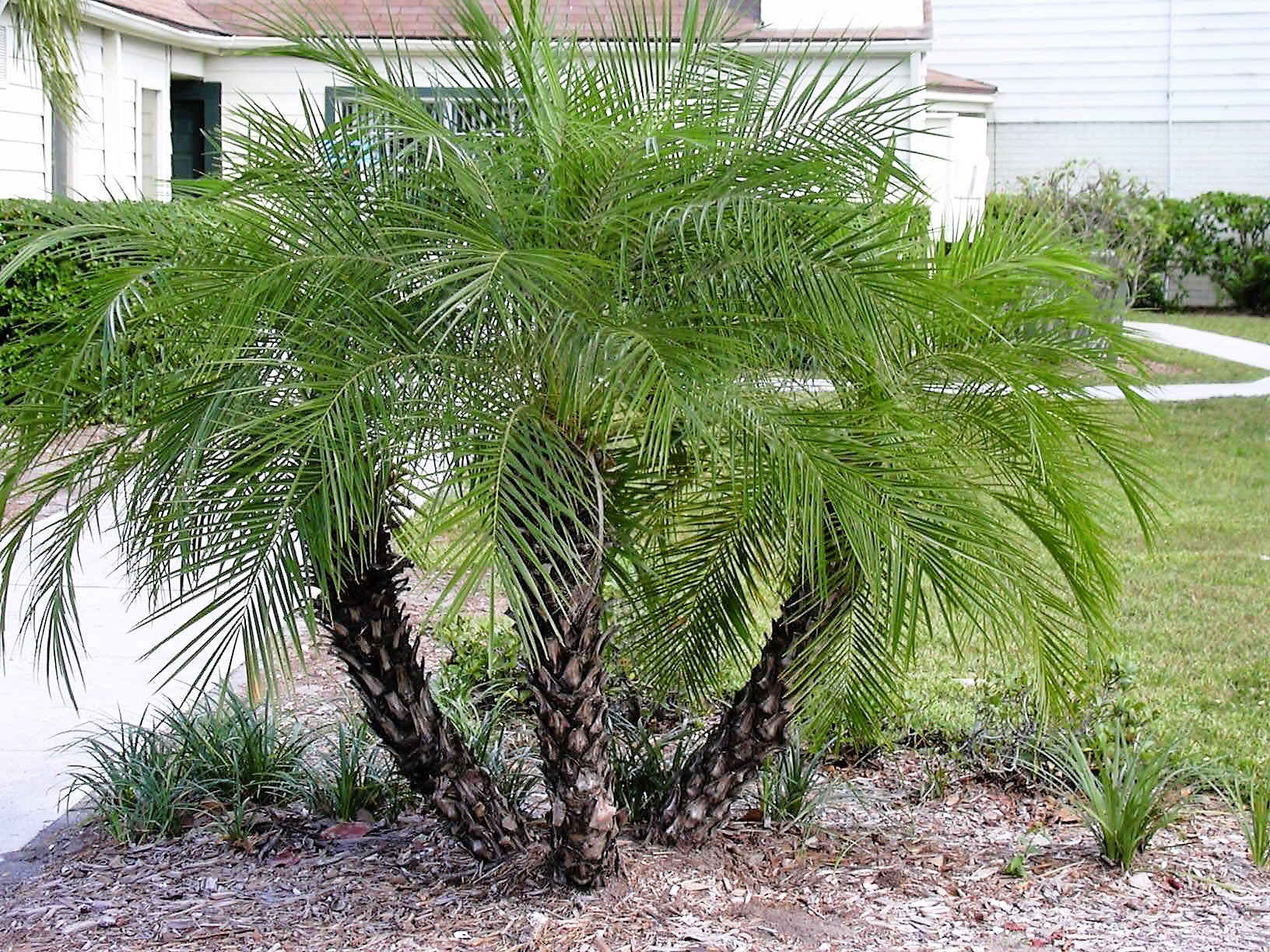 tiny palm plant 10 PYGMY DATE PALM Phoenix Roebelenii Dwarf Miniature Ornamental Fruit – Seedville USA