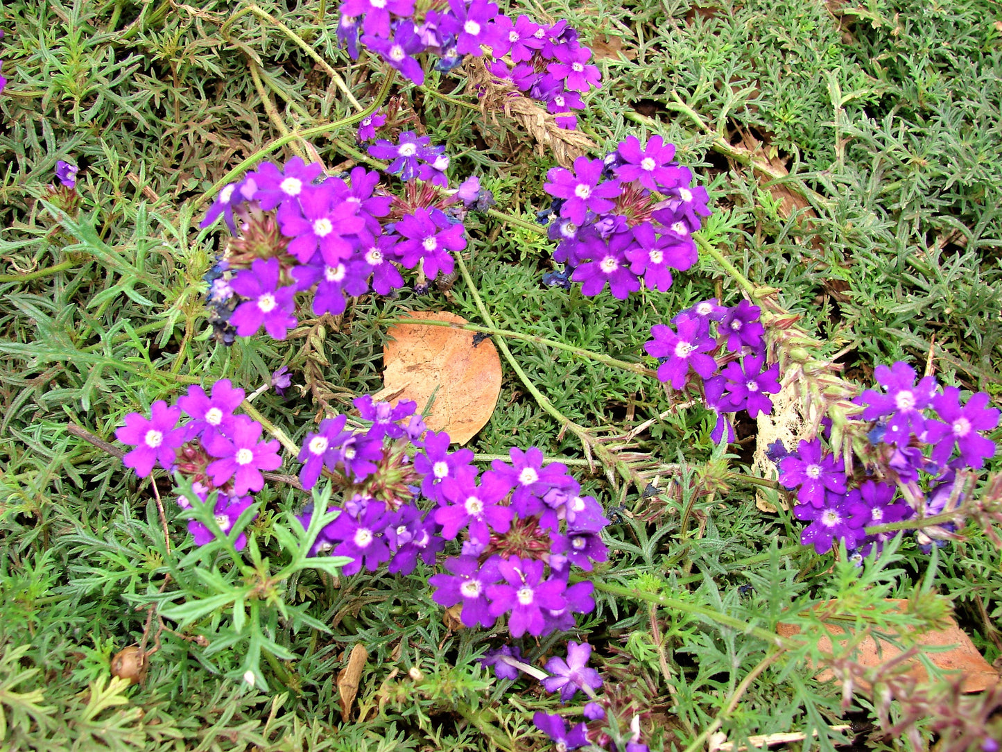 500 Purple HARDY MOSS VERBENA Tenuisecta Fragrant Flower Seeds