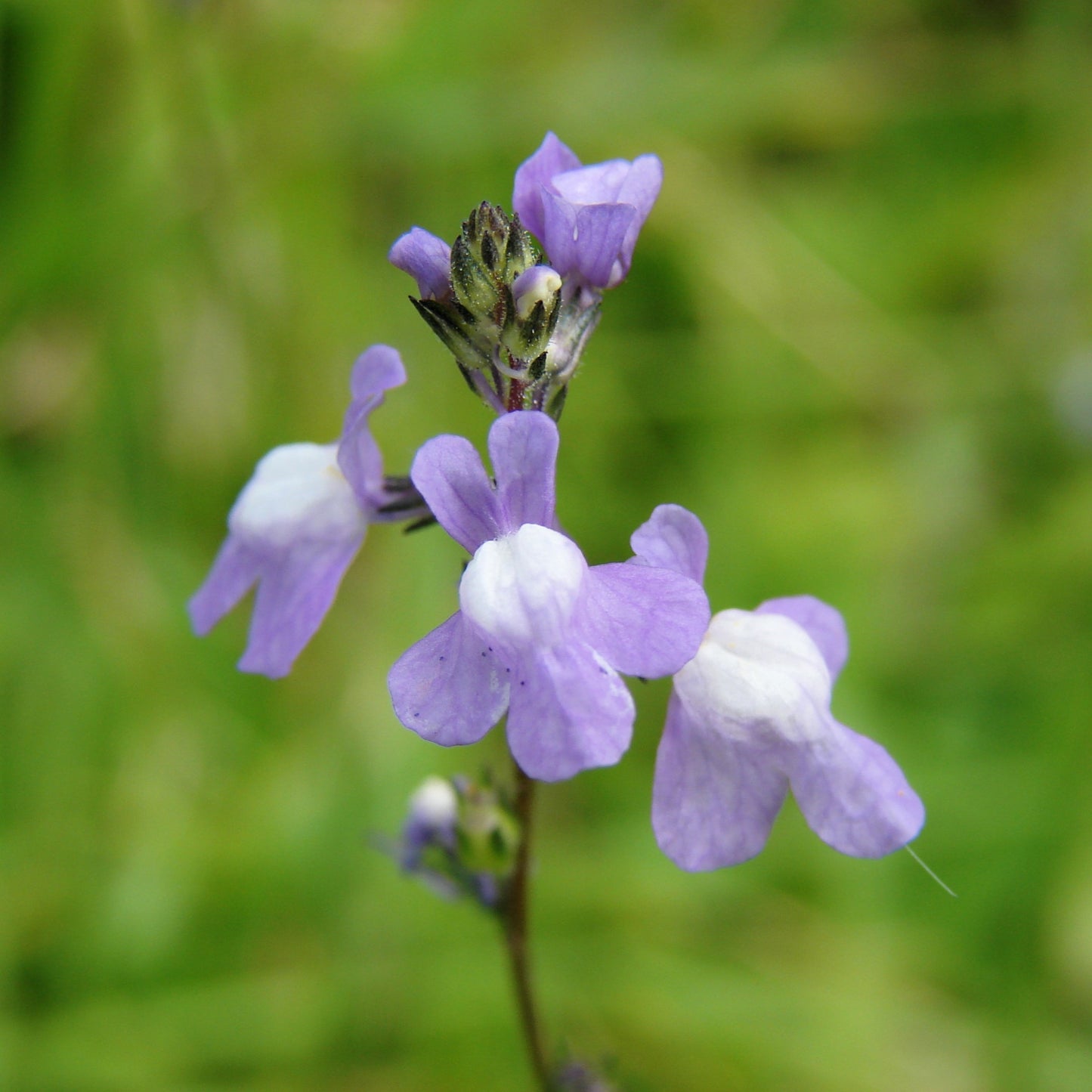 100 BLUE TOADFLAX Linaria Canadensis Antirrhinum Canadian Flower Seeds