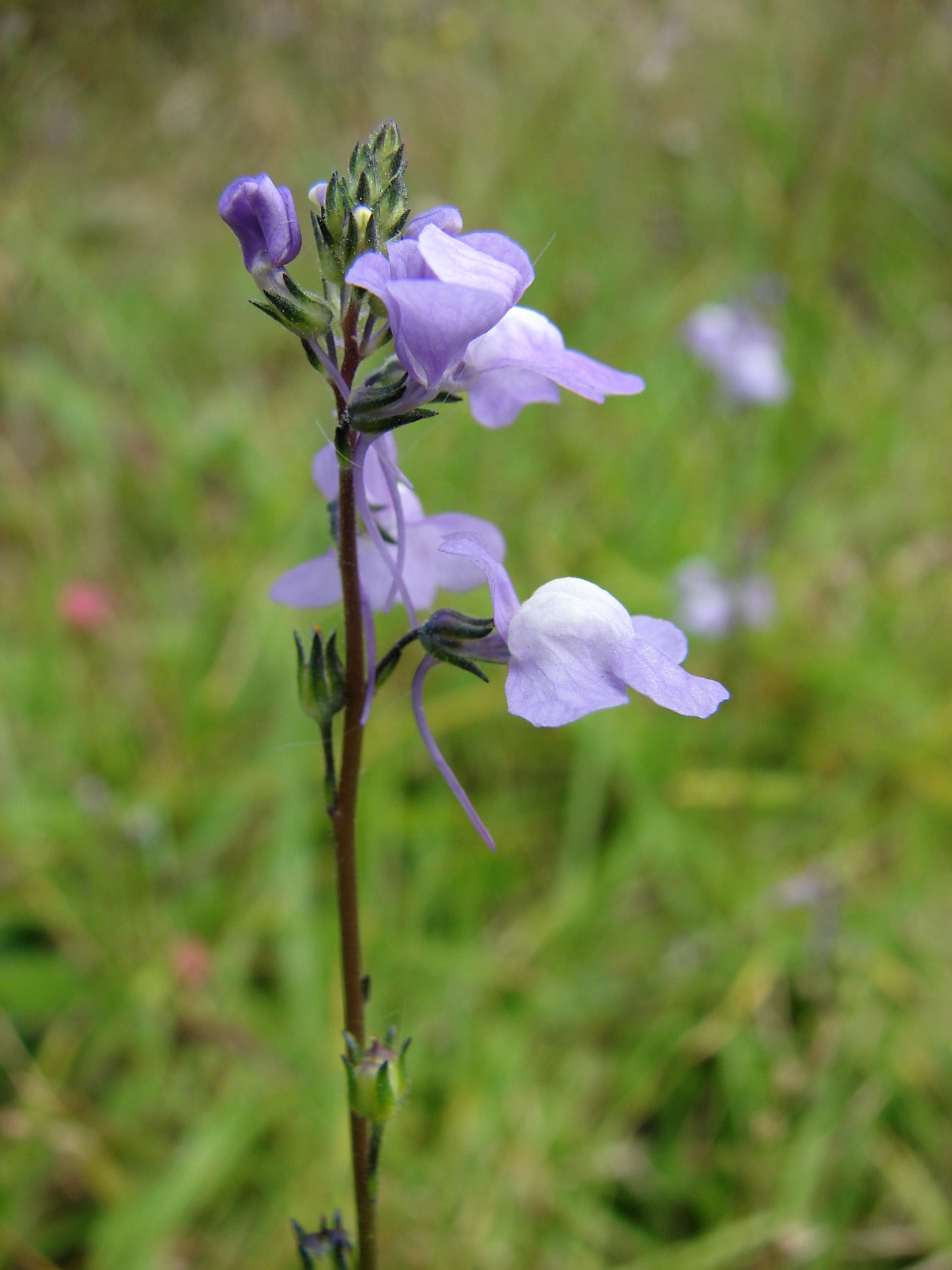 100 BLUE TOADFLAX Linaria Canadensis Antirrhinum Canadian Flower Seeds