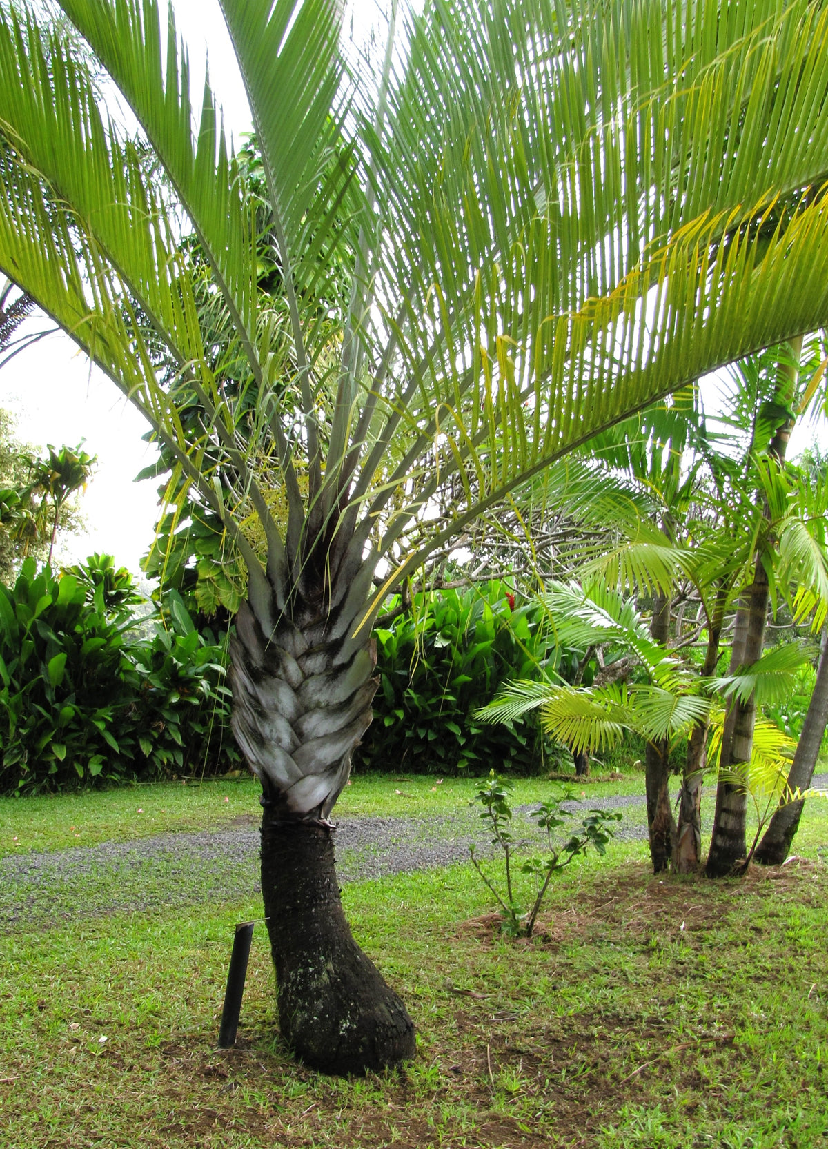 10 TRIANGLE PALM TREE Dypsis Decaryi Rare Tropical from Madagascar See ...