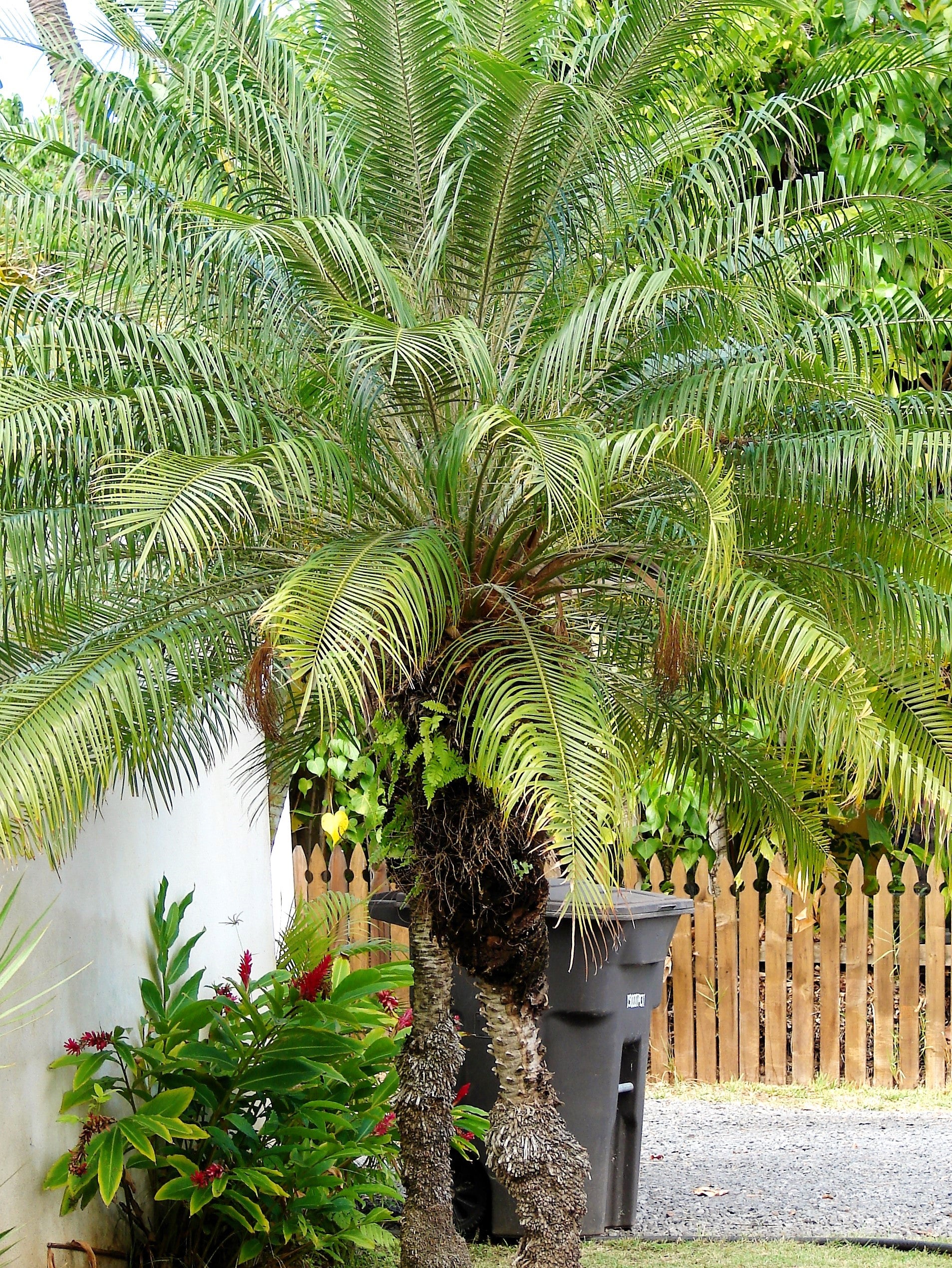 pygmy date palm planting spacing 10 PYGMY DATE PALM Phoenix Roebelenii Dwarf Miniature Ornamental Fruit Tree Houseplant Seeds