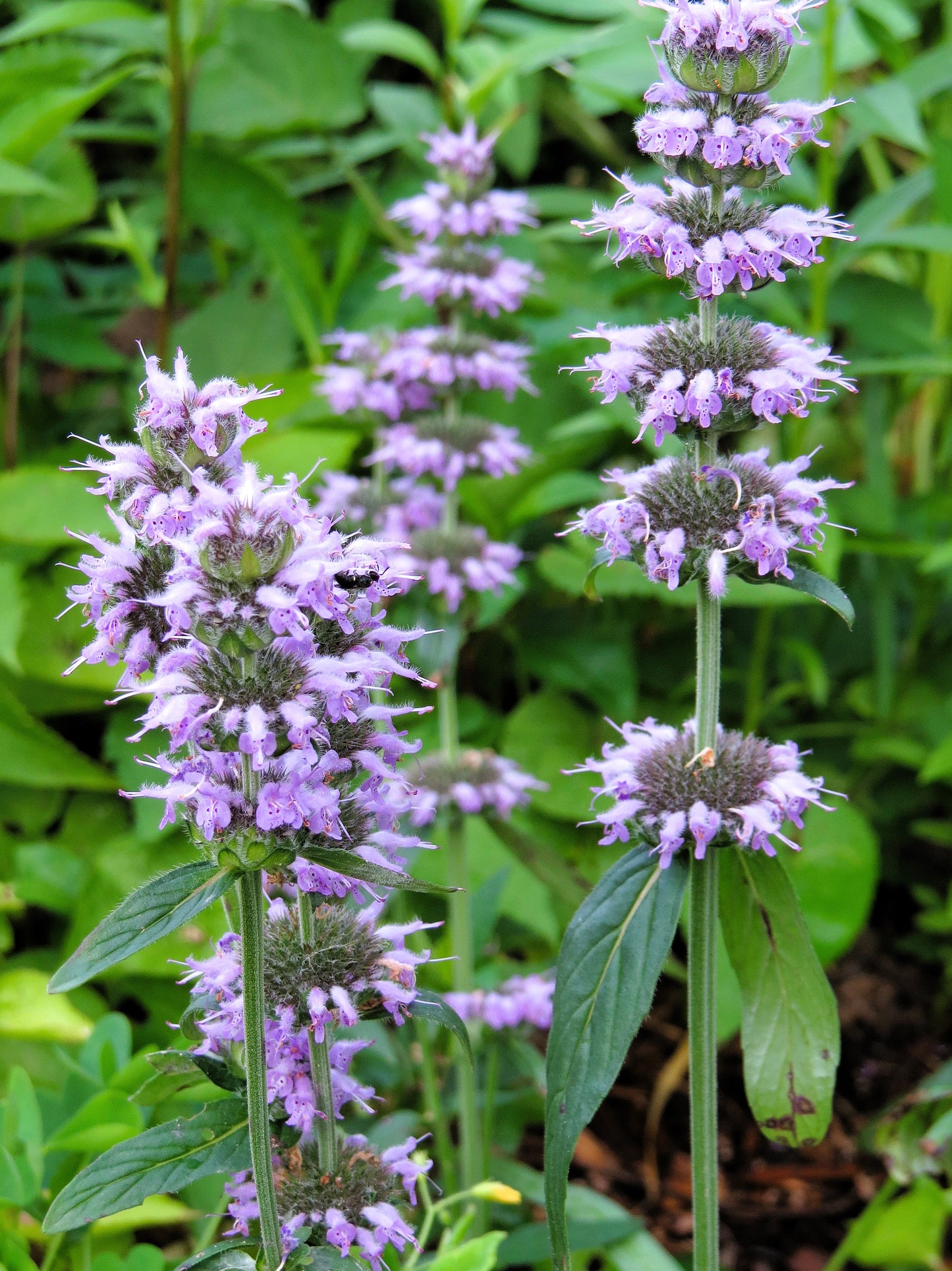 pagoda flower seeds 200 PURPLE WOOD MINT Blephilia Ciliata Downy Pagoda Horsemint Herb Flower Seeds