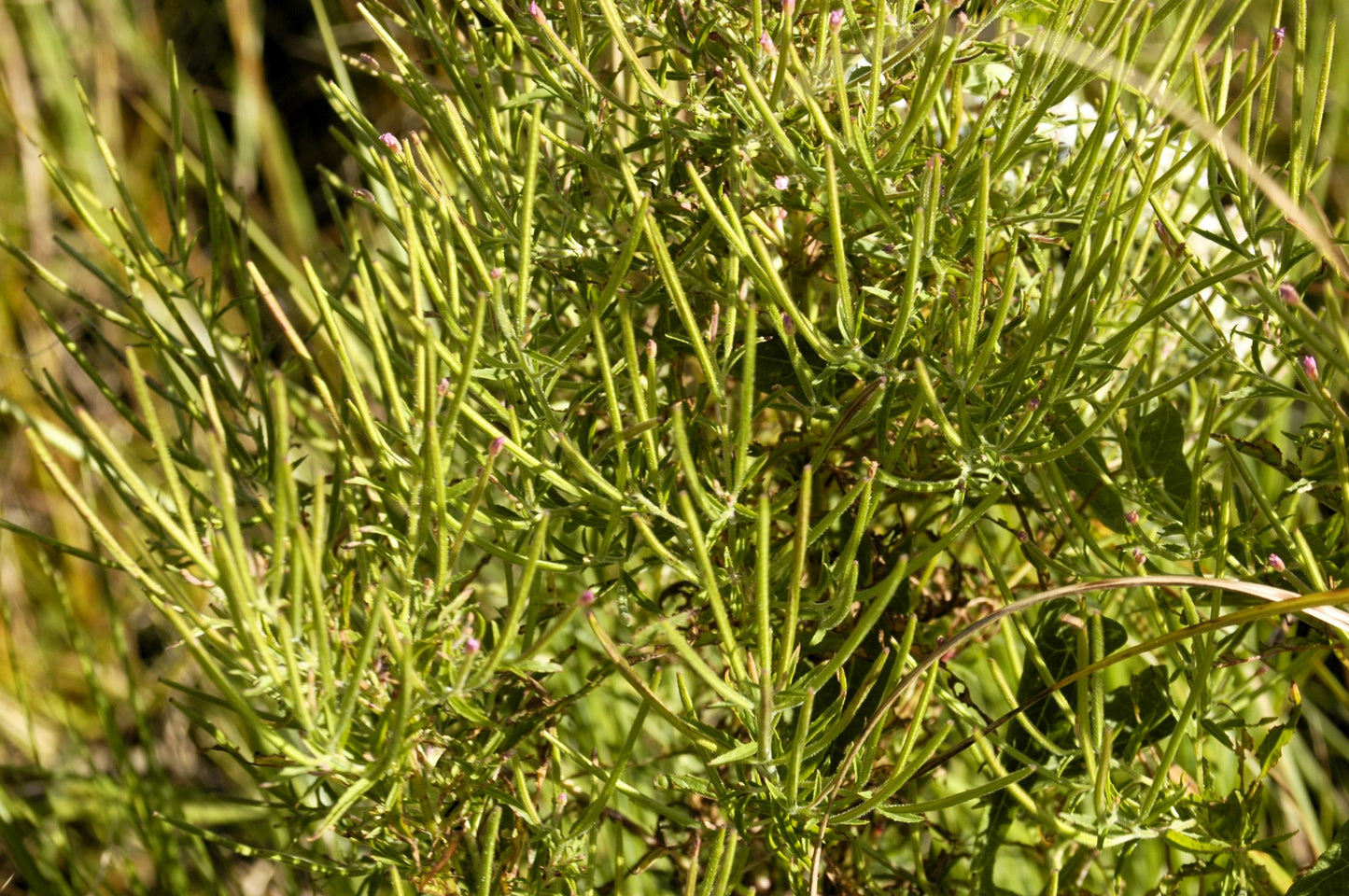 100 CINNAMON WILLOWHERB Eastern Purpleleaf Epilobium Coloratum Flower Seeds